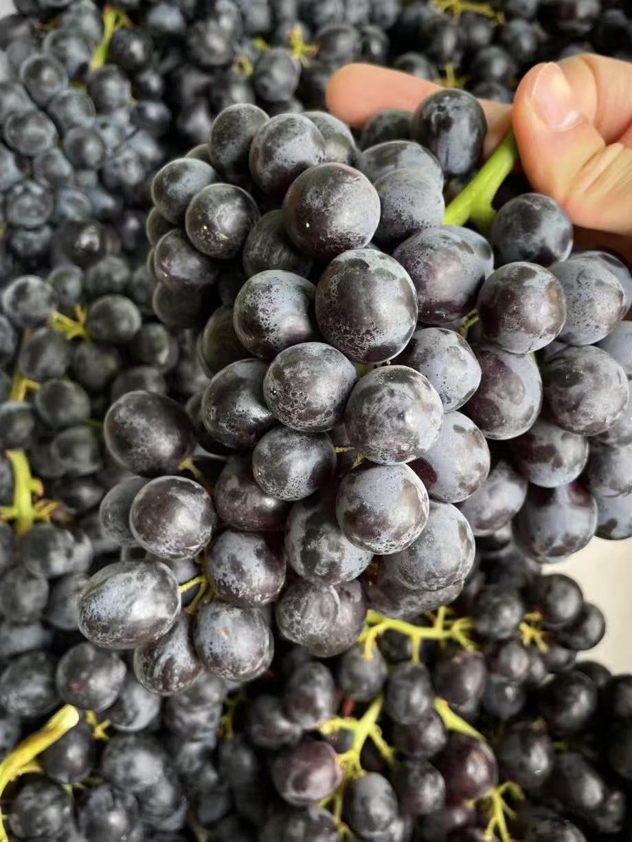 🍇玫瑰香葡萄浪漫上线 咬一口清甜带花香， 配图3