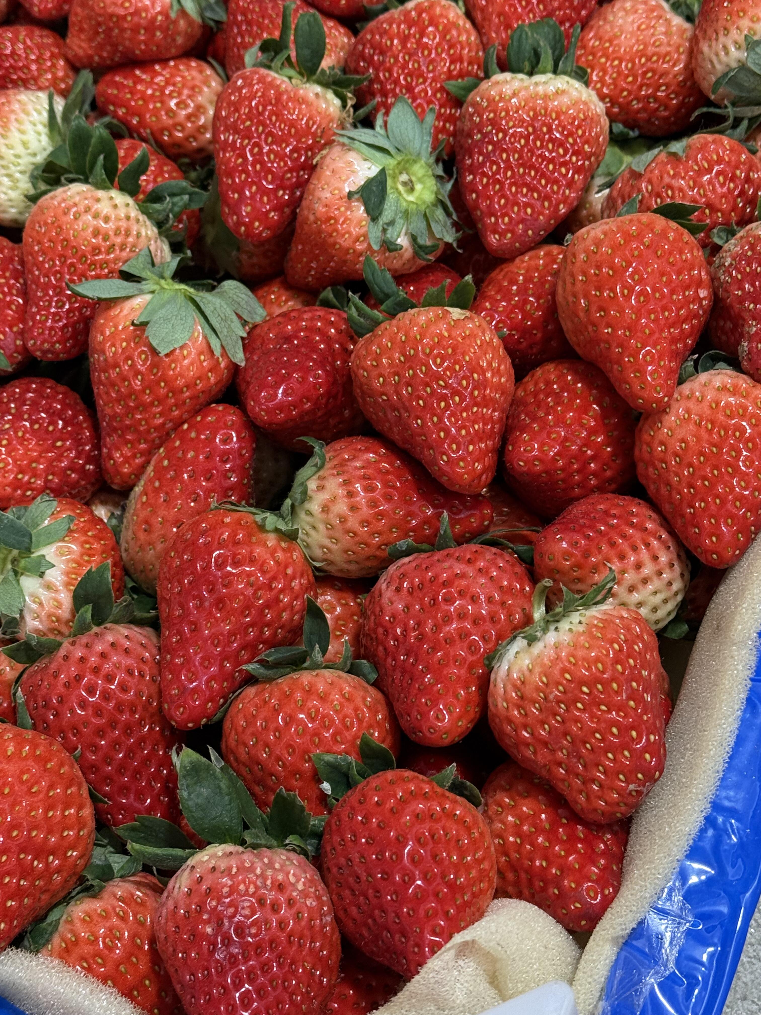 🍓 奶油草莓奶香浓郁！ 个头大果肉饱满🥛 配图3