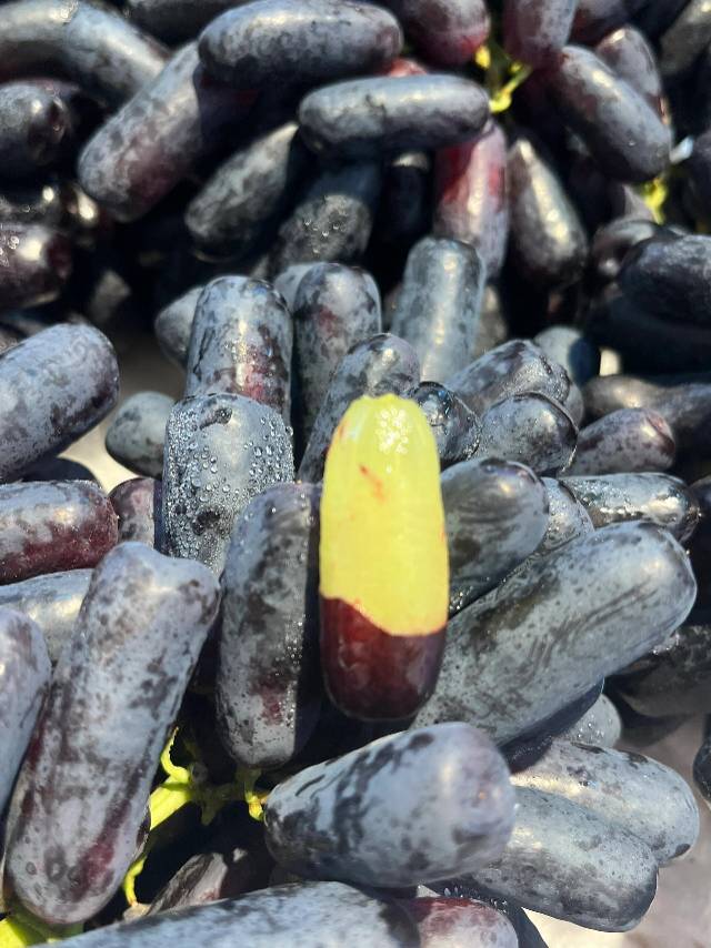 美人指黑提🍇-超多花青素！ 👉带着澳洲阳 配图2