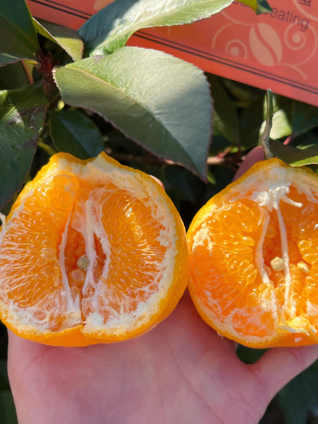 🍊【清爽解腻】耙耙柑🌿 果肉粒粒分明，汁 配图2