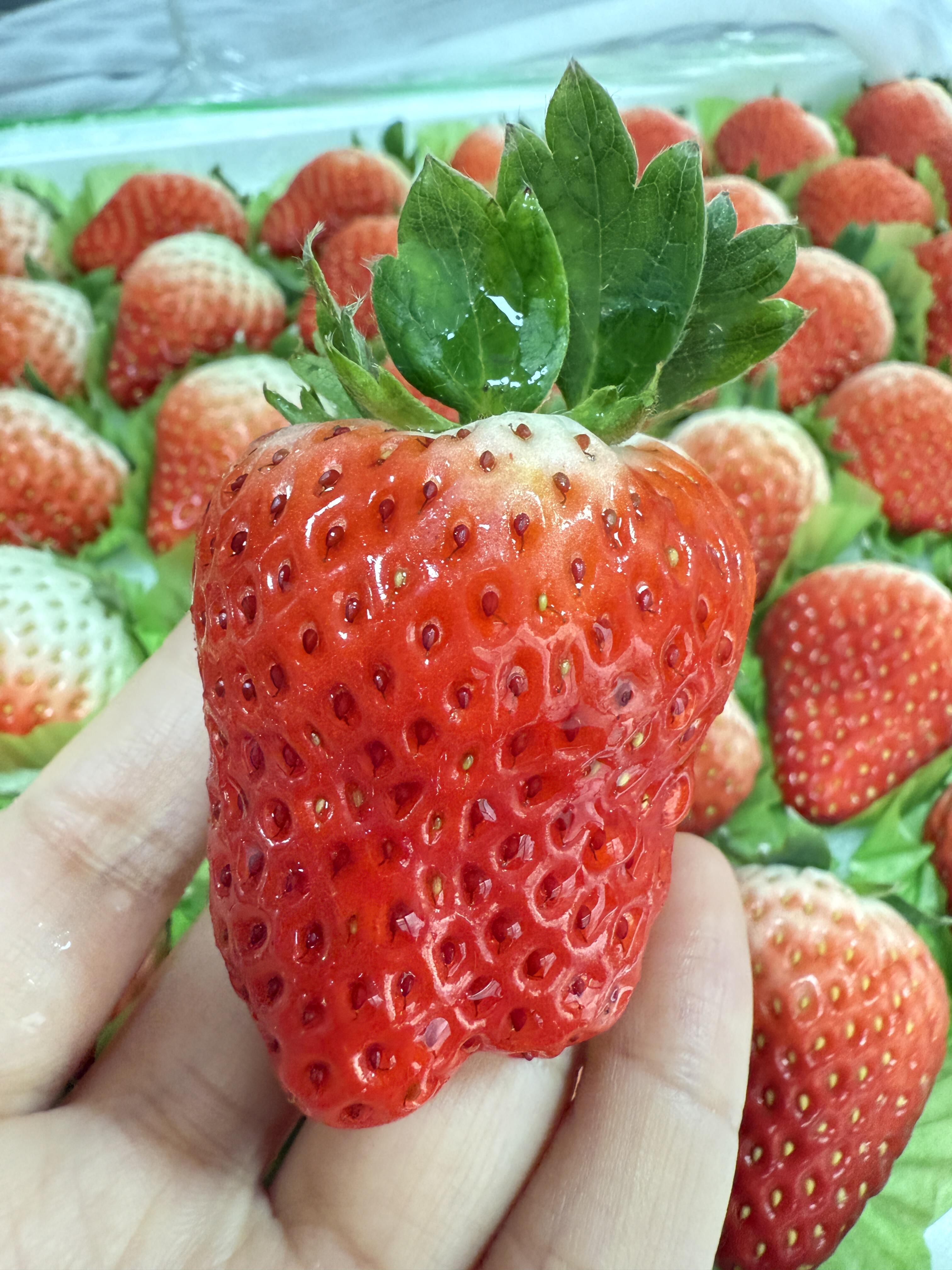 ✨红颜草莓尾季抢鲜！ 红艳饱满香气浓🍓  配图2