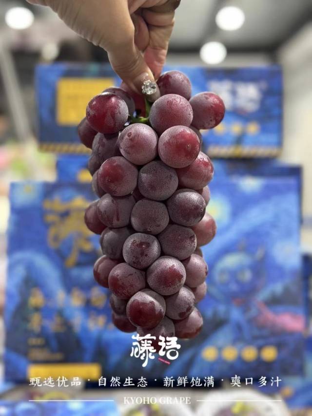 🍇藤语葡萄 之 系列香虞 新品种重磅上市 配图1