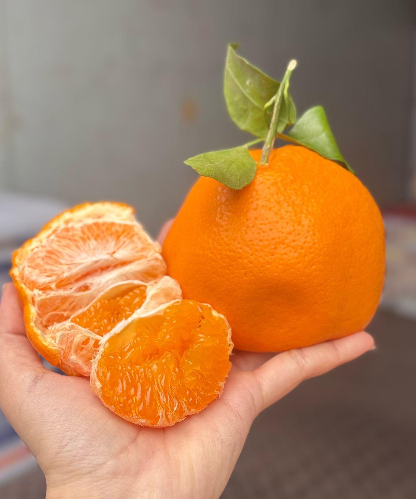 好评爆棚🔥春见耙耙柑🍊 “新鲜好吃，一口 配图3