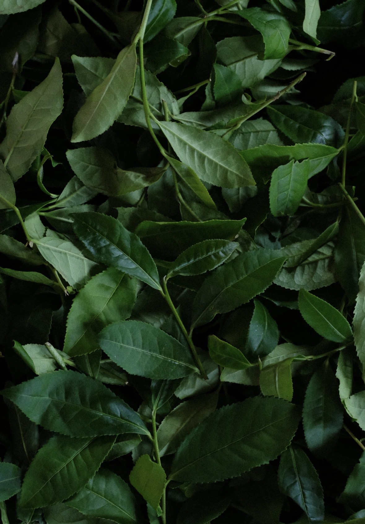 闽南高山乌龙茶｜佳茗赠知己 高山生态好茶 配图1
