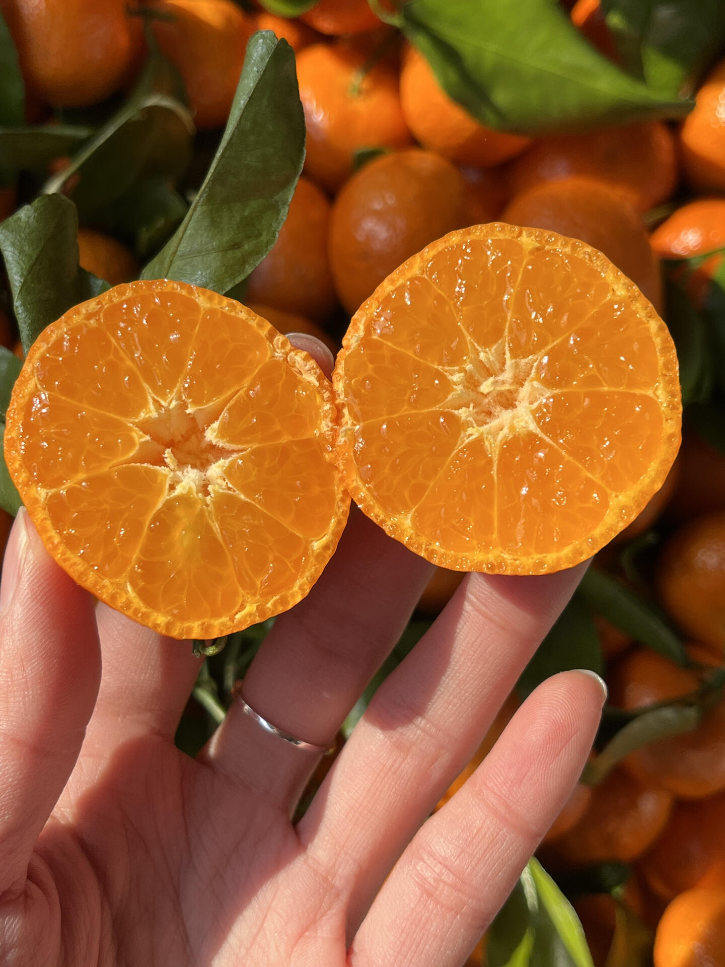 🍊砂糖橘开炫🙋 一份专属滋润💋~ 颜值高 配图2