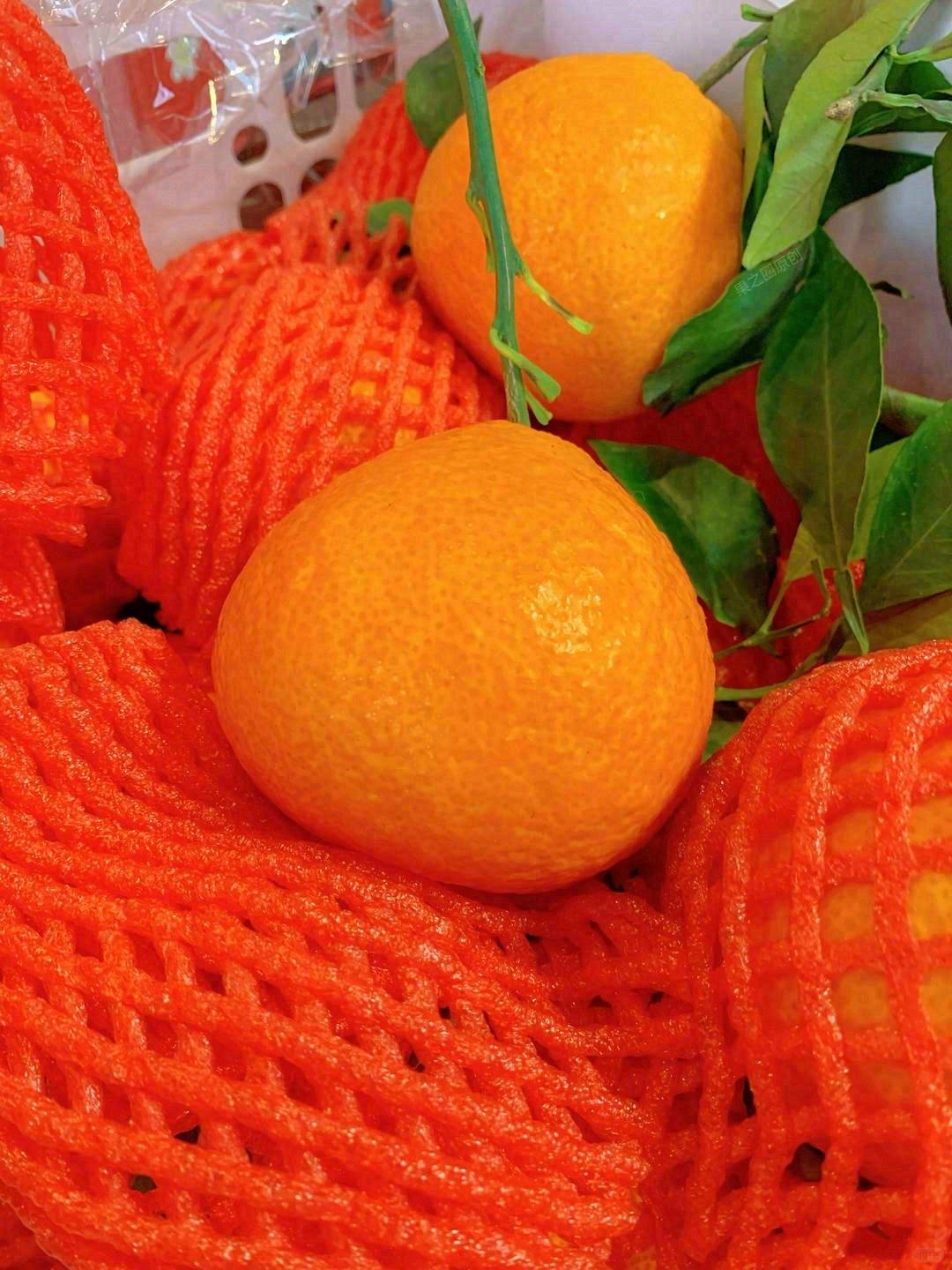 🍊爱媛橙清甜爆汁 果皮薄易剥，吃着不费劲 配图1