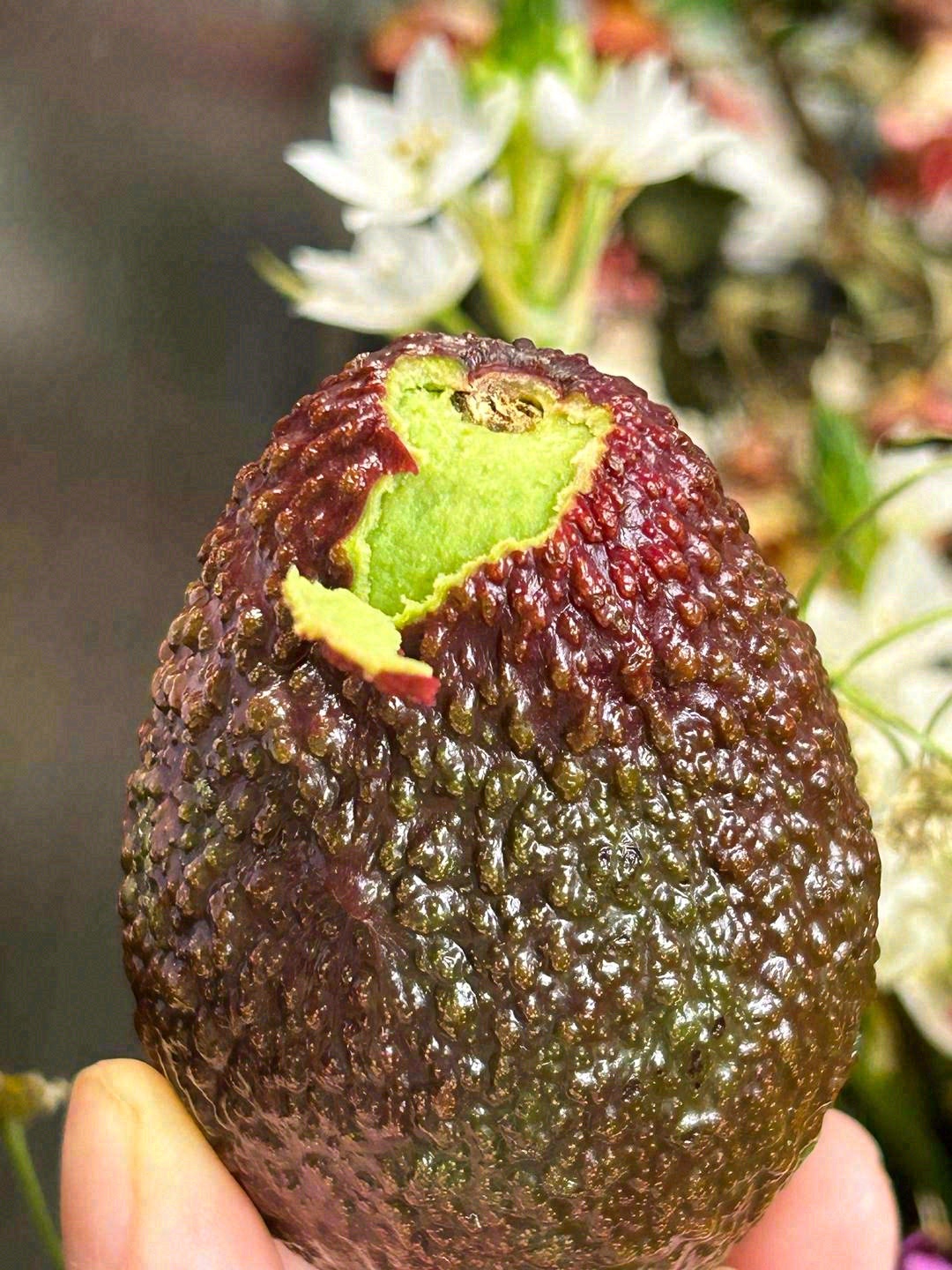 神仙牛油果🥑 口感柔滑、绵密如酪！🍮 低 配图1