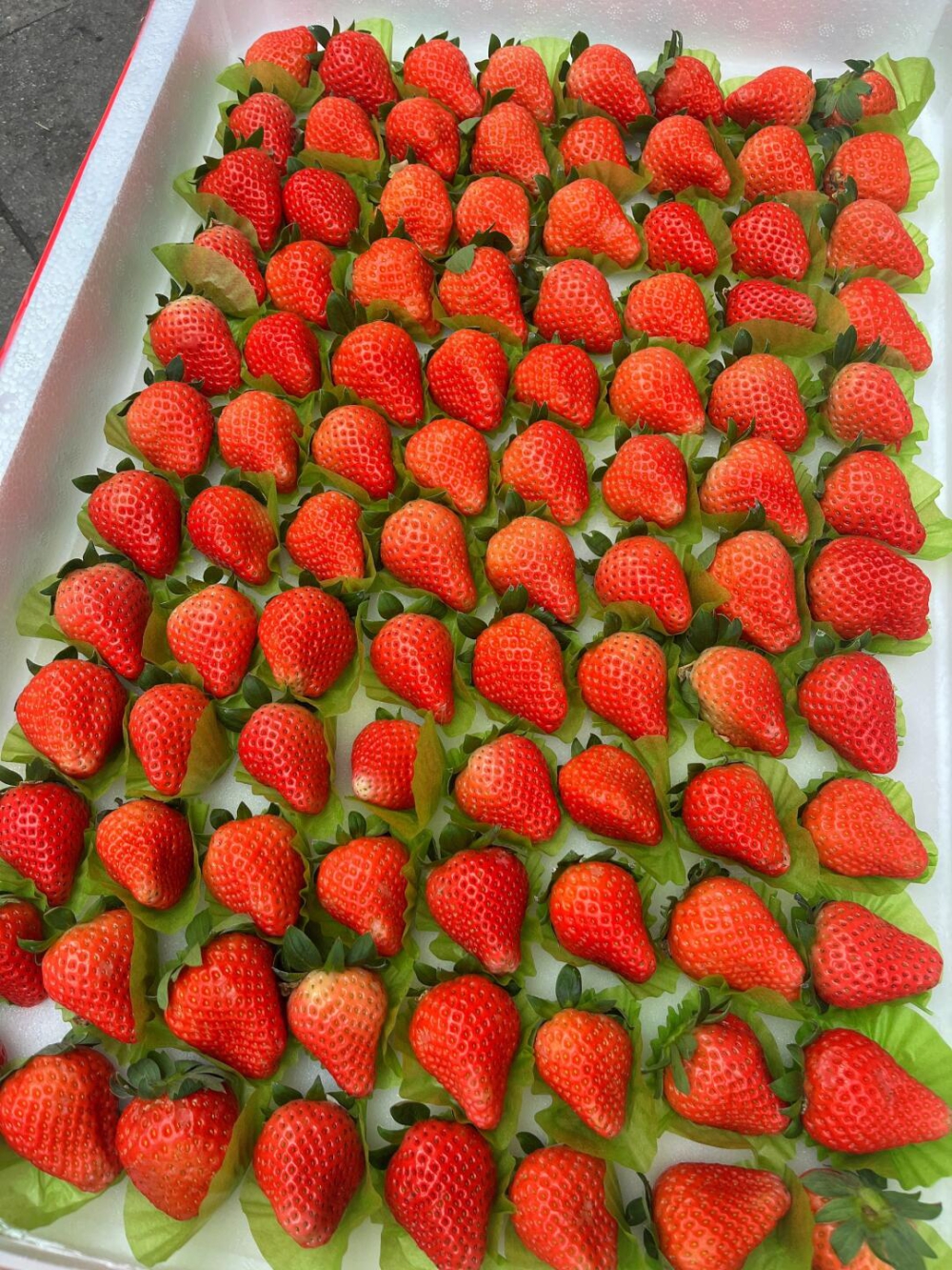 🍓冬天的正确打开方式！草莓🔥没有草莓的冬 配图1