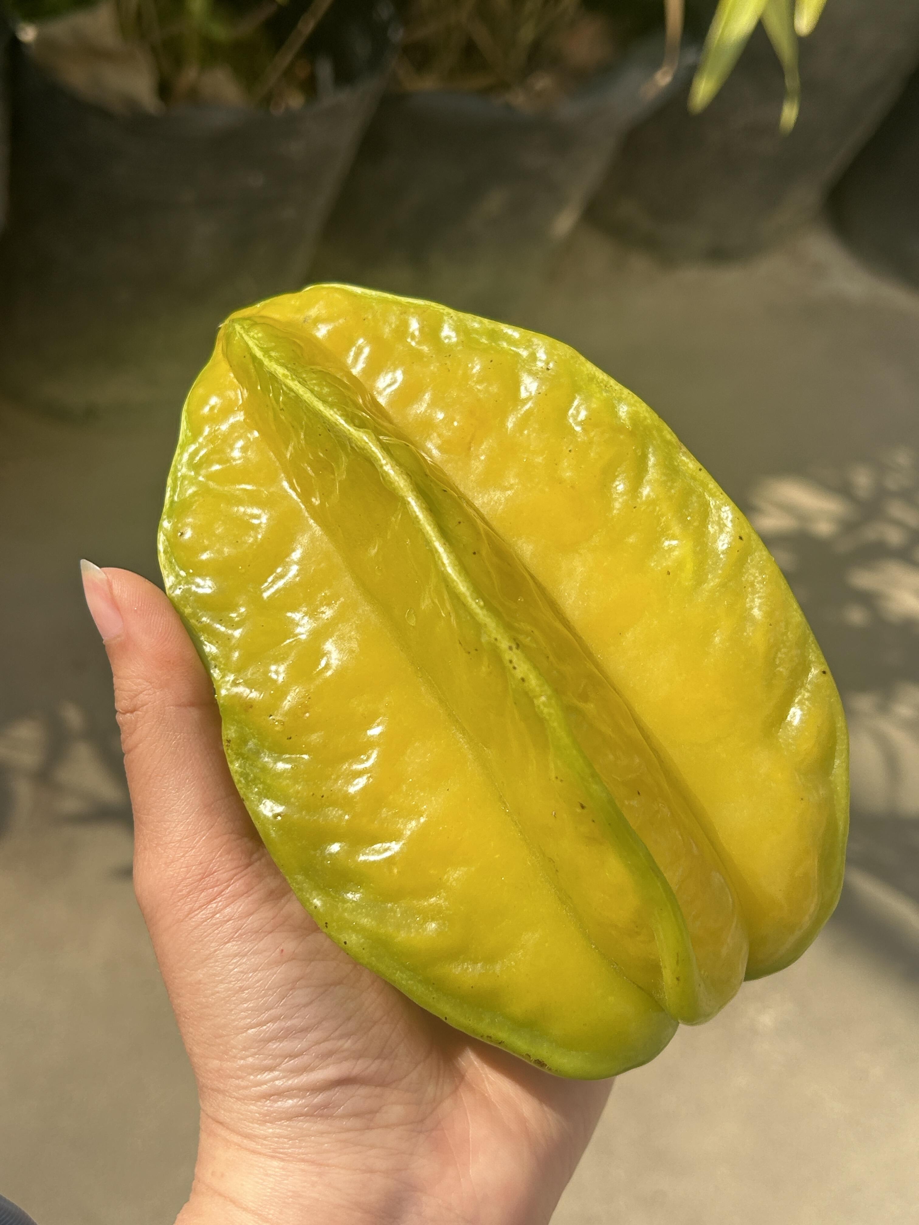 🥰小甜星杨桃到货啦🎉 树上熟的黄金蜜，有 配图3