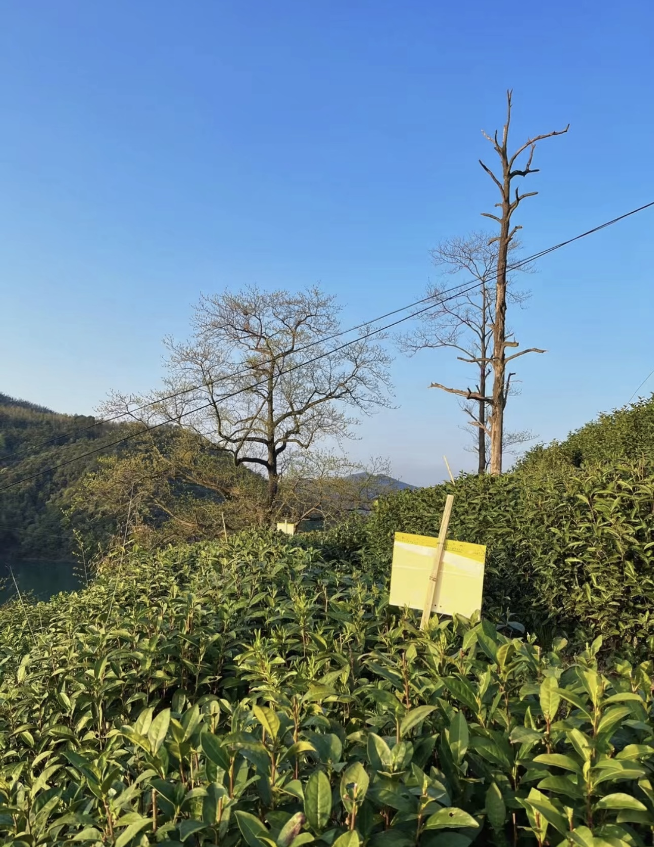 春天的一抹绿——《黄山毛峰》 好茶无须多 配图1