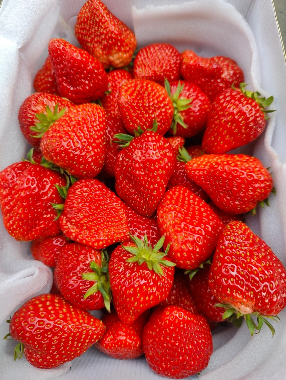 🍃🍃春天必吃的香甜草莓 🍓全红草莓🍓​没 配图1