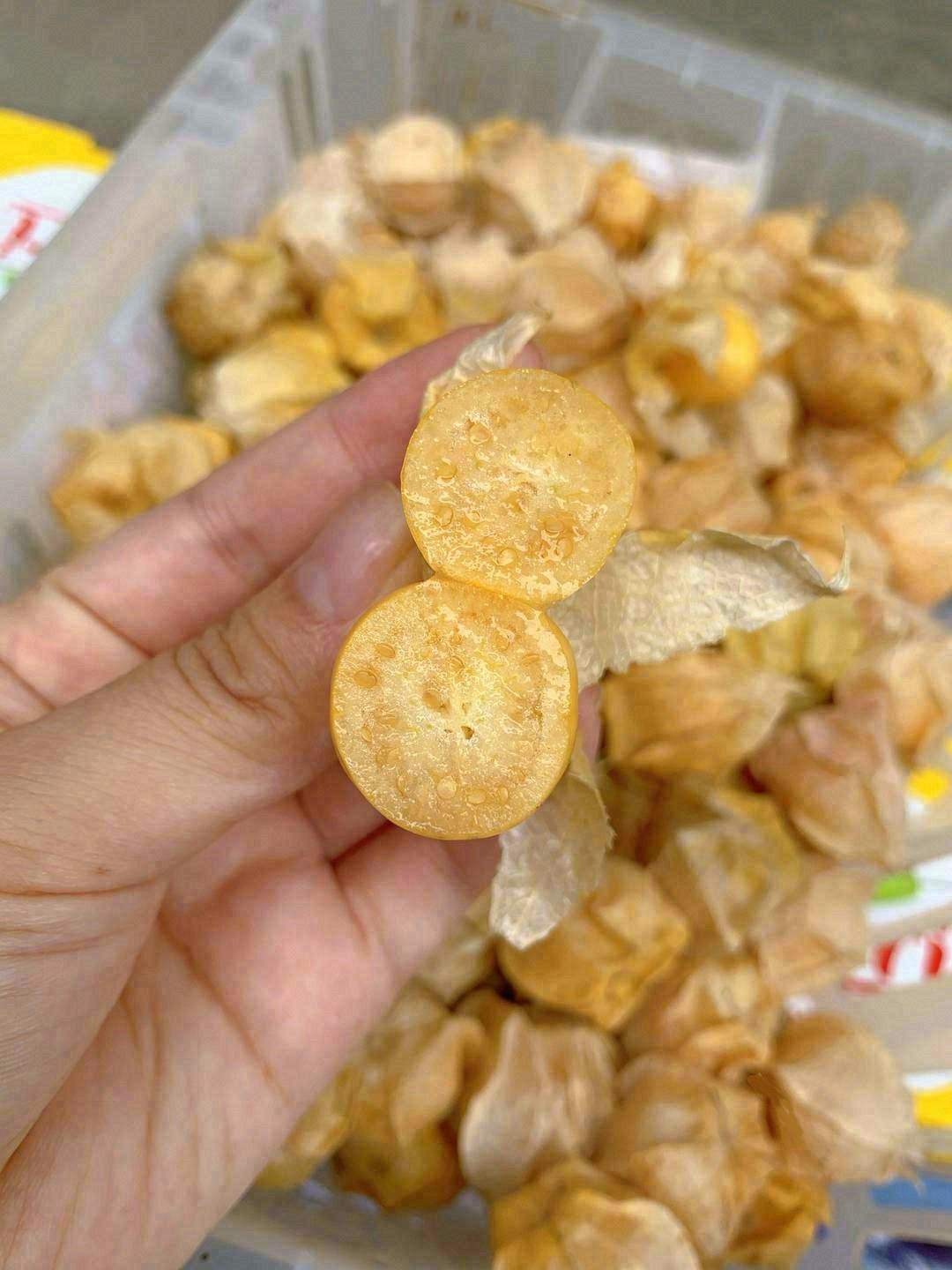 💛姑娘果一种来自东北的野生水果，穿着薄薄 配图1