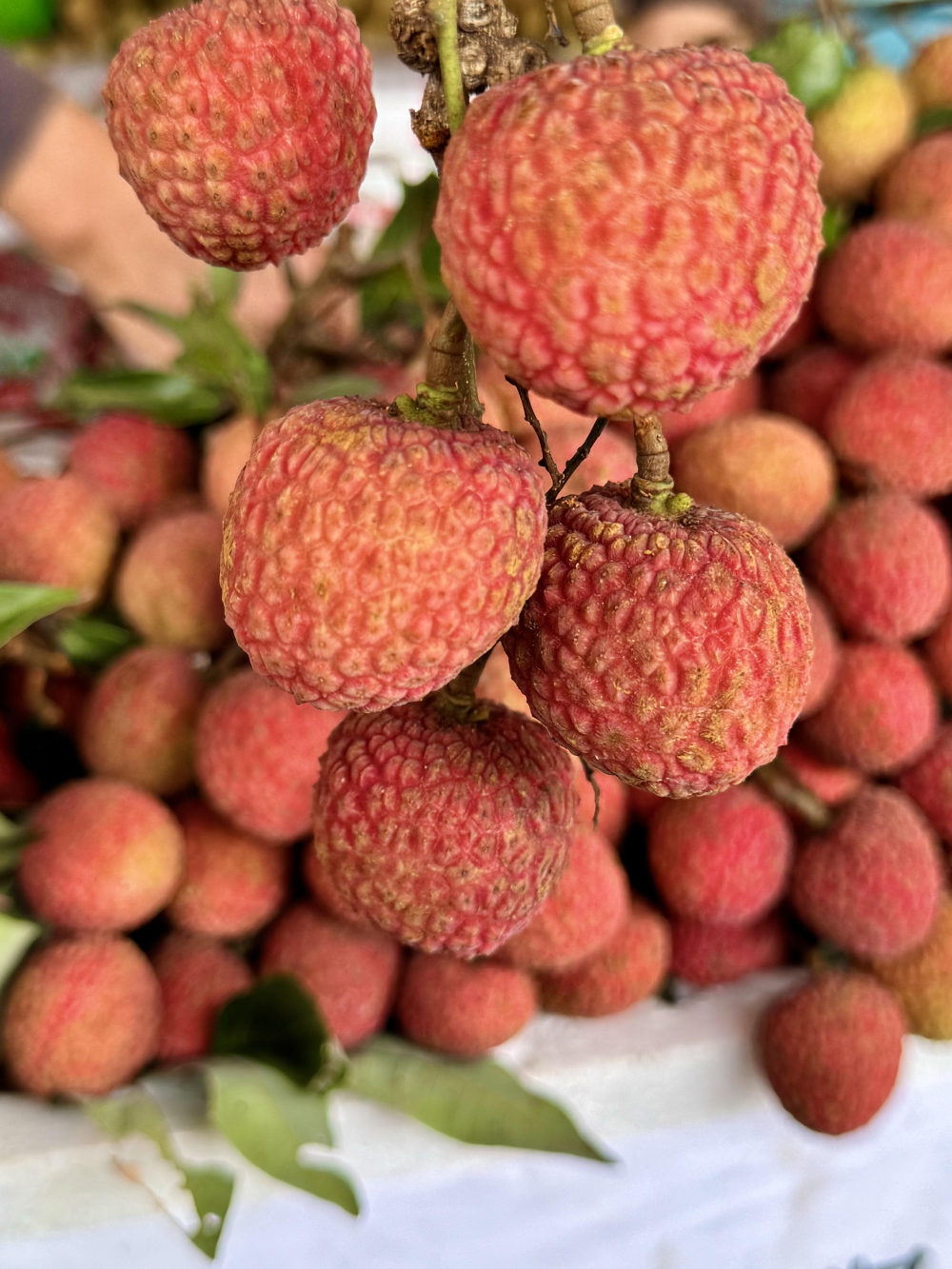 🍒 清新甜美风** **「荔枝红了，夏天 配图1