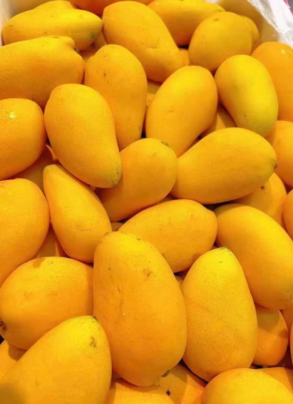 🥭“一个芒果就把我香迷糊了”这就是小台芒 配图3