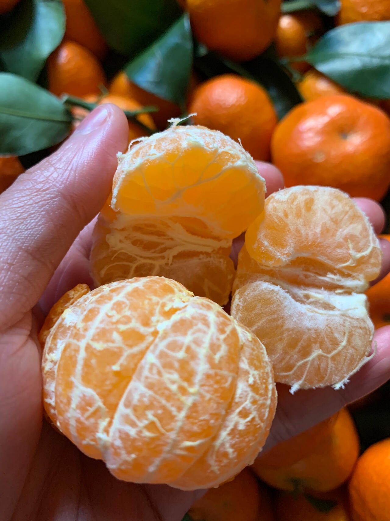 天然甜蜜的砂糖橘🍊上线啦～ 果皮薄如纸， 配图1