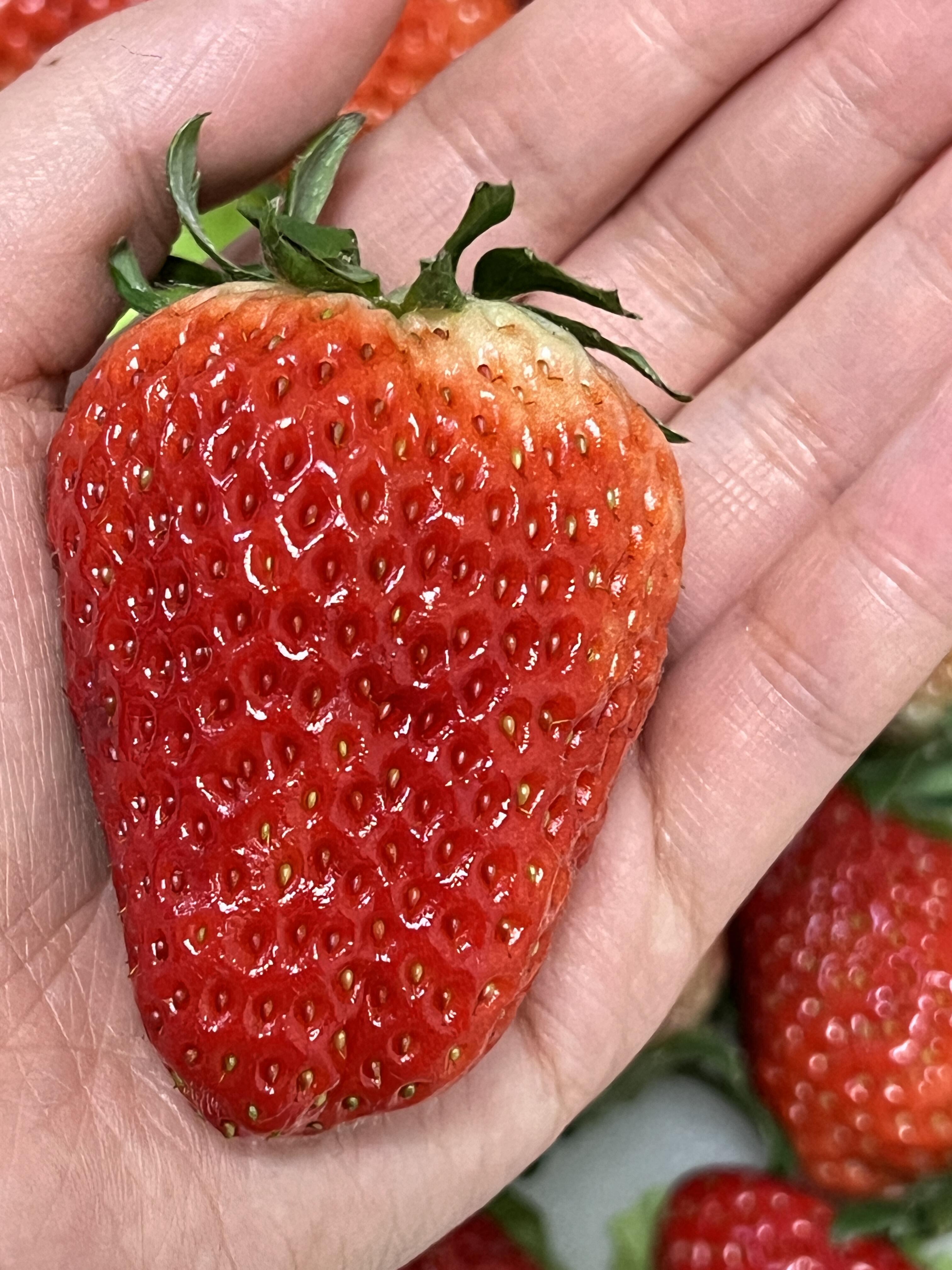 🍓 丹东草莓上市！🍓 红彤彤像小爱心～颜 配图2