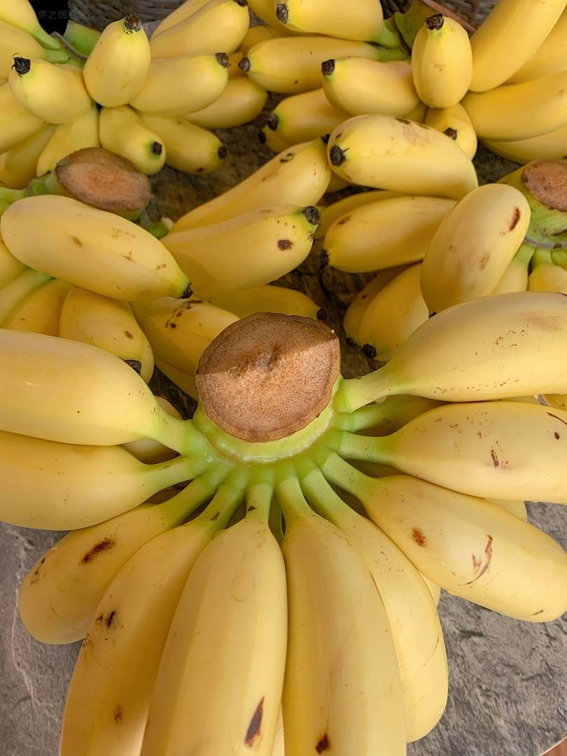🍌香蕉届的“肉墩子”😂 “蕉”香四溢 个 配图2