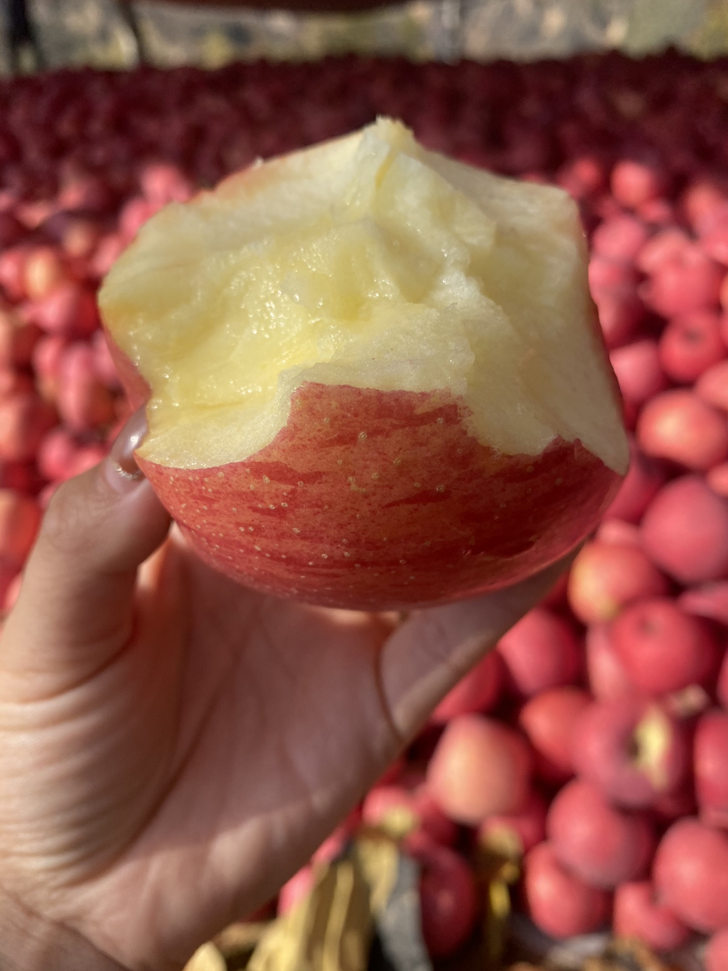 💕生活甜甜，好运连连✨ 洛川红富士🍎，苹 配图2