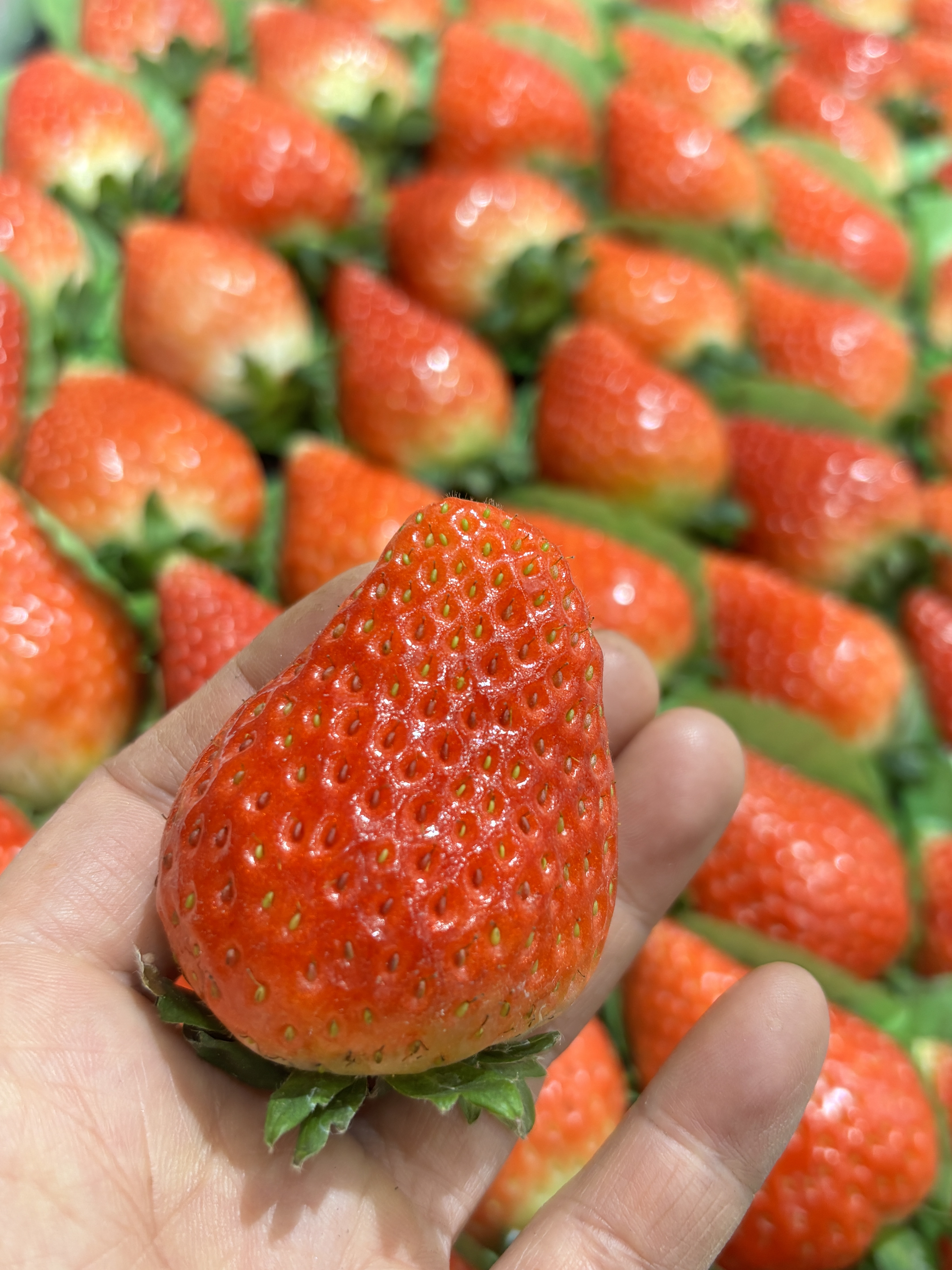 本地奶油草莓来咯🍓 一口下去，又香又甜又 配图3