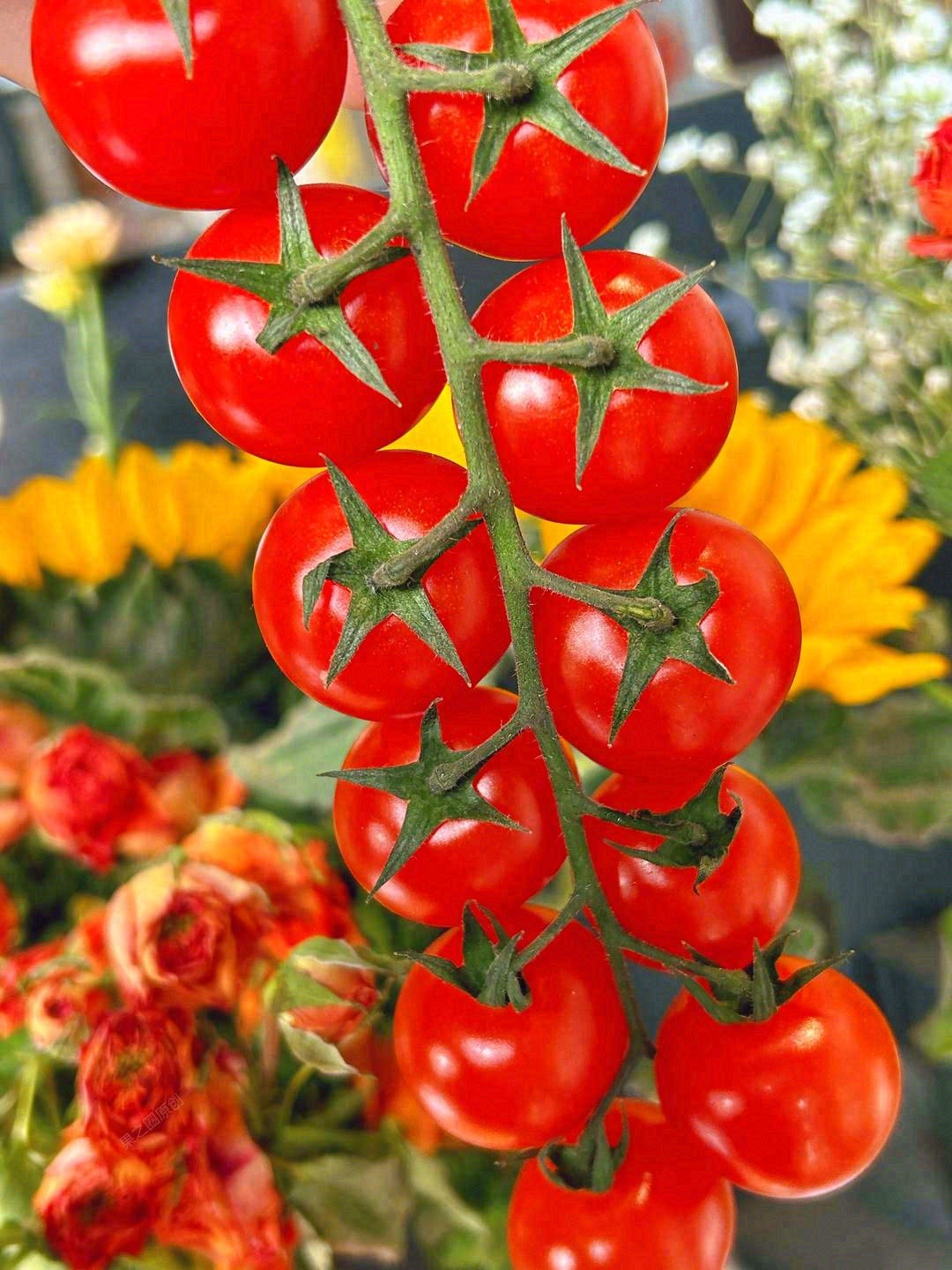 串收小番茄🍅美味诱人，口感脆爽💥 小小一 配图3