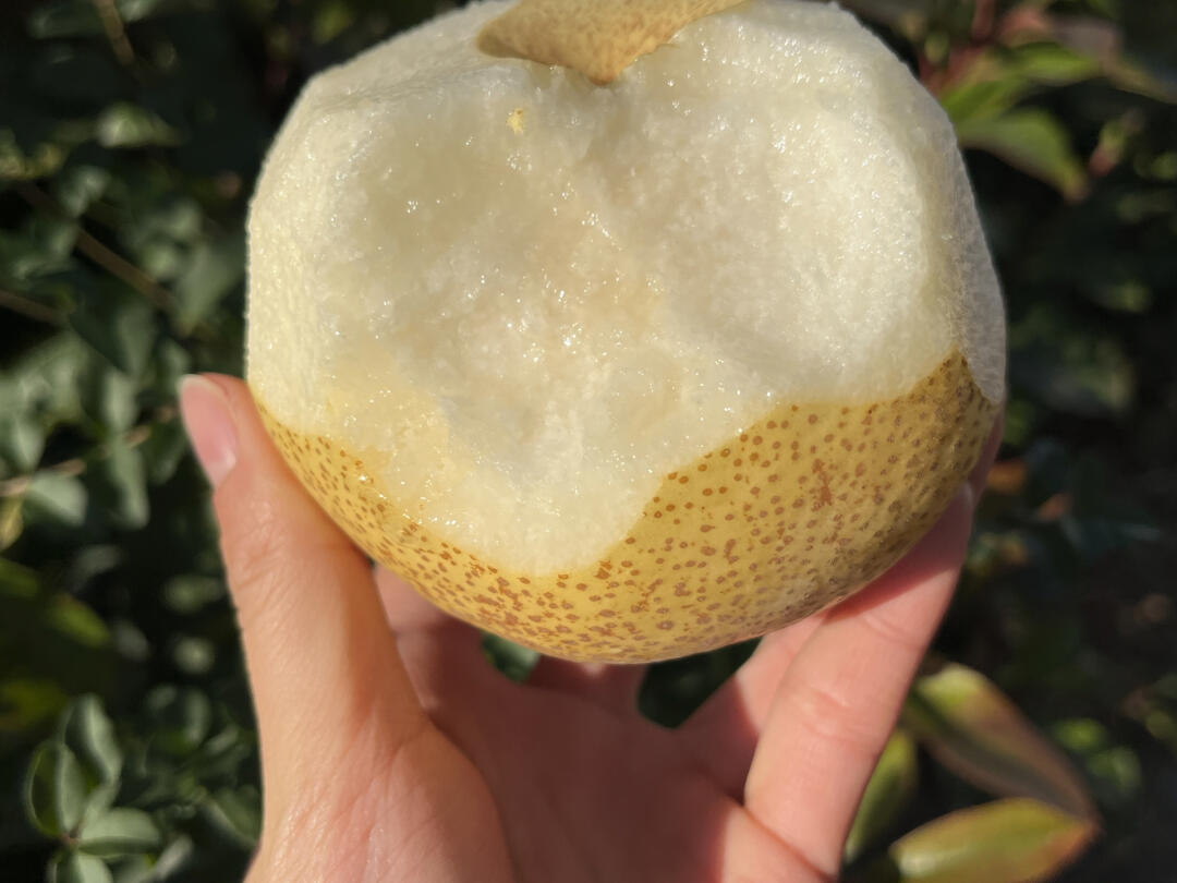 秋冬养肺❤️多吃梨👍 ☘食一颗砀山酥梨🍐 配图3
