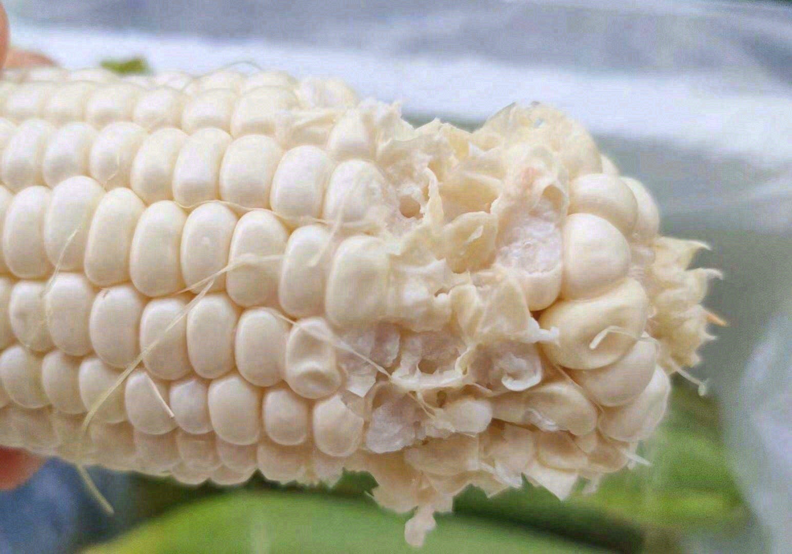 当你用力大咬一口牛奶玉米🌽会发现每一颗玉 配图2