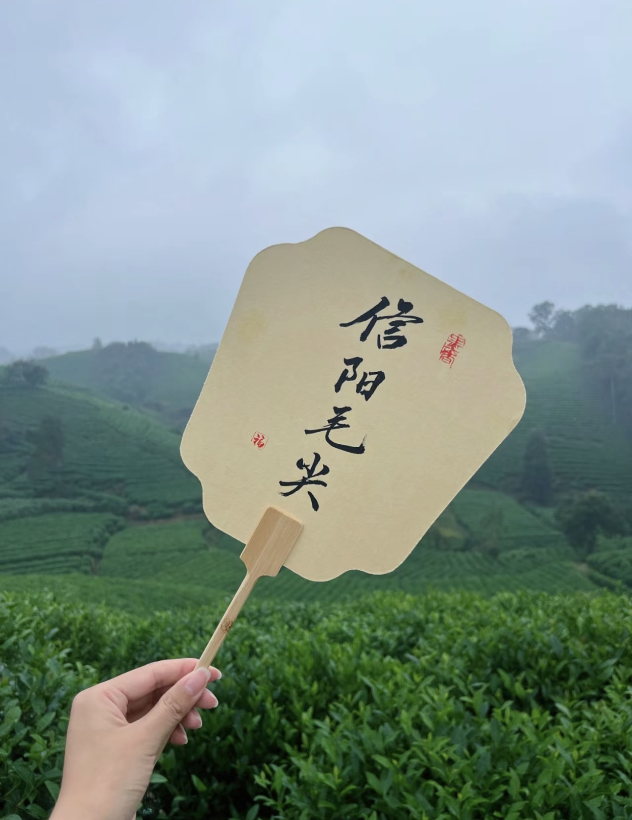 信阳毛尖，茶中珍品，以其卓越的品质和独特 配图1
