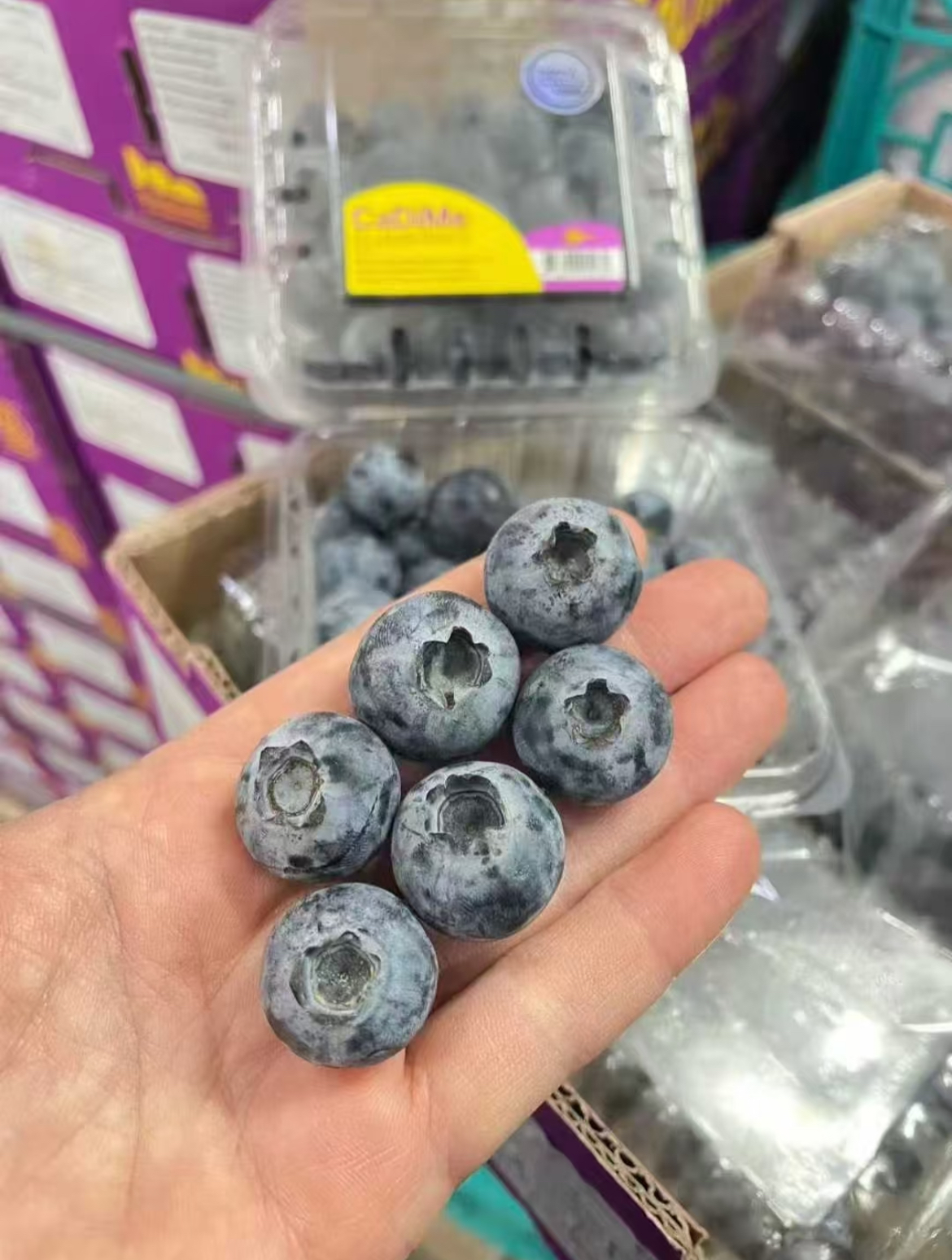 🎉【秘鲁蓝莓】🫐到货‼️ 深紫外皮和普通 配图2
