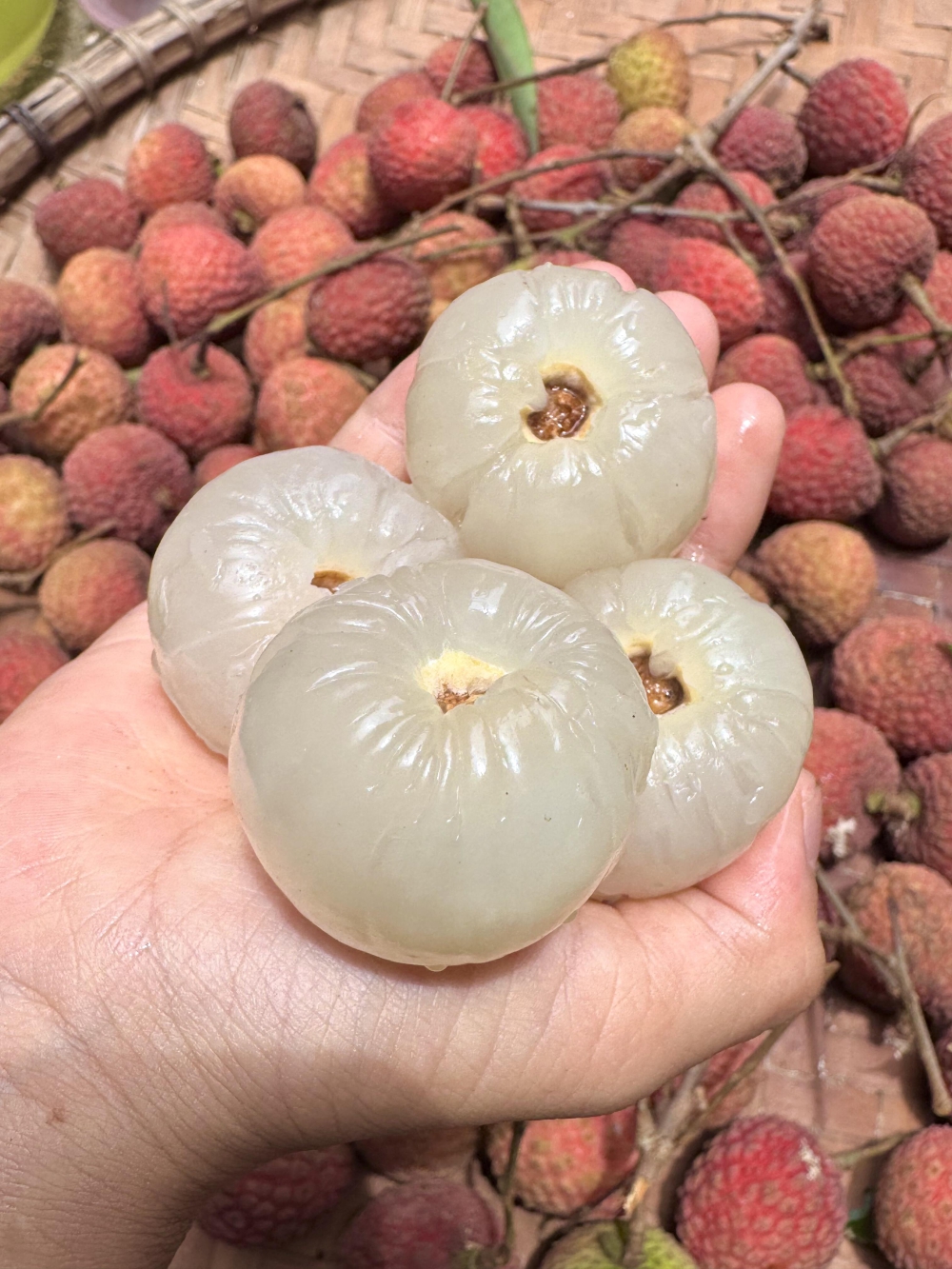 🍒 清新甜美风** **「荔枝红了，夏天 配图2