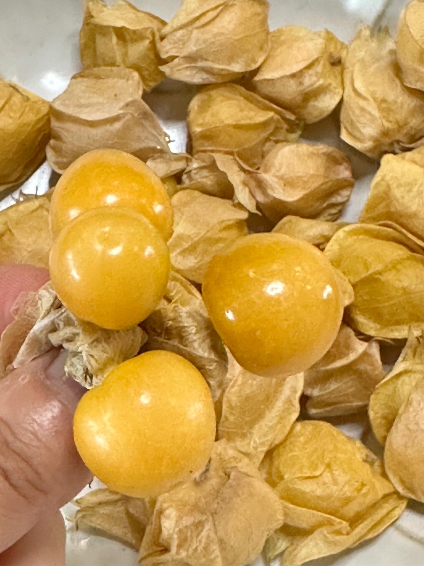 ⚠️👍到货🉐️姑娘果💛 神奇的小金豆儿！ 配图3