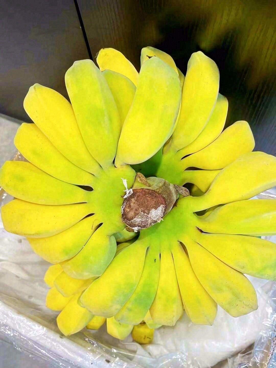 苹果蕉🎉🎉优质稀有香蕉品种，果肉淡黄色🍌 配图3