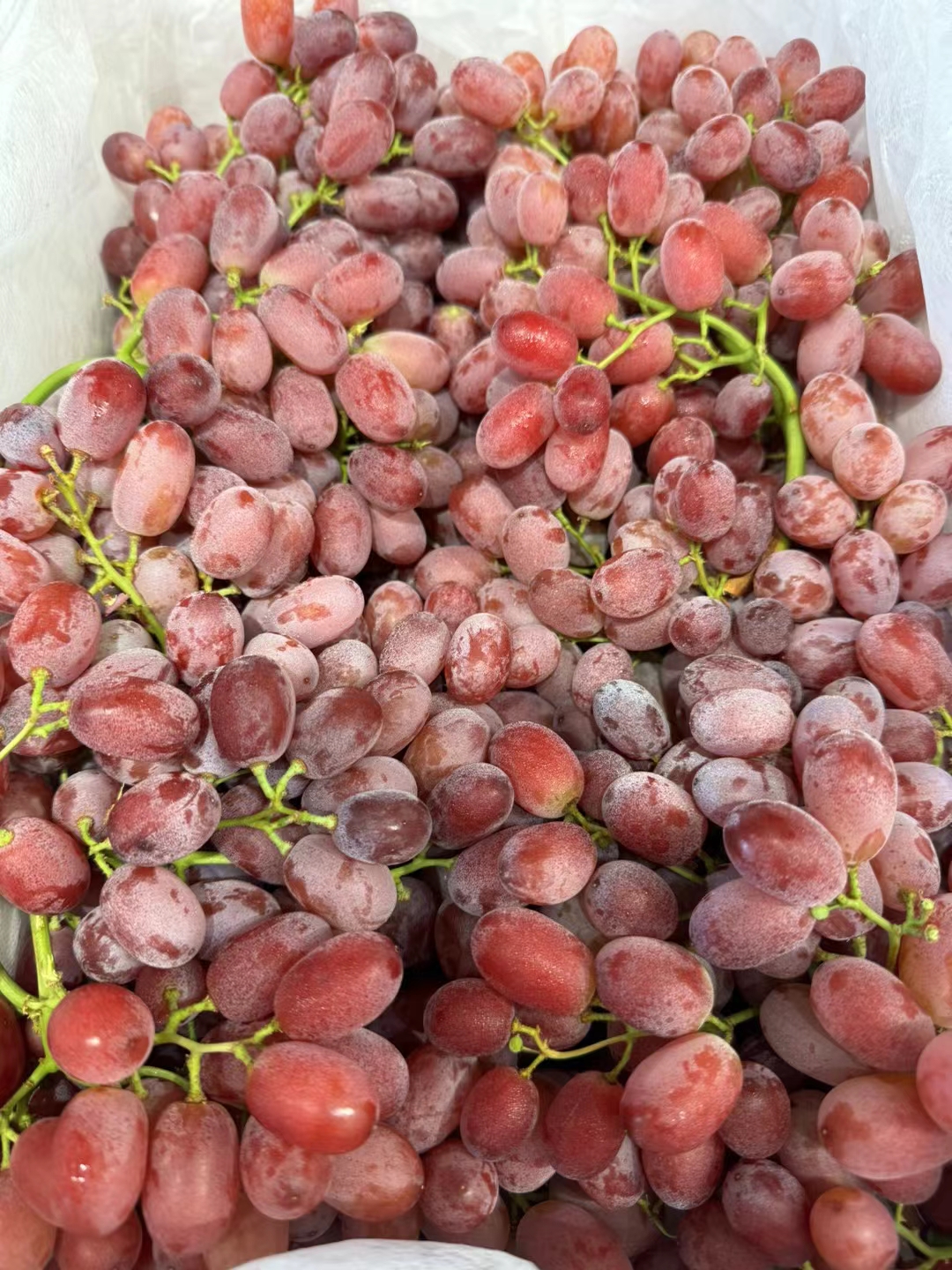 秋风送爽，来一串新鲜滴水无籽红提吧🍇 挂 配图3