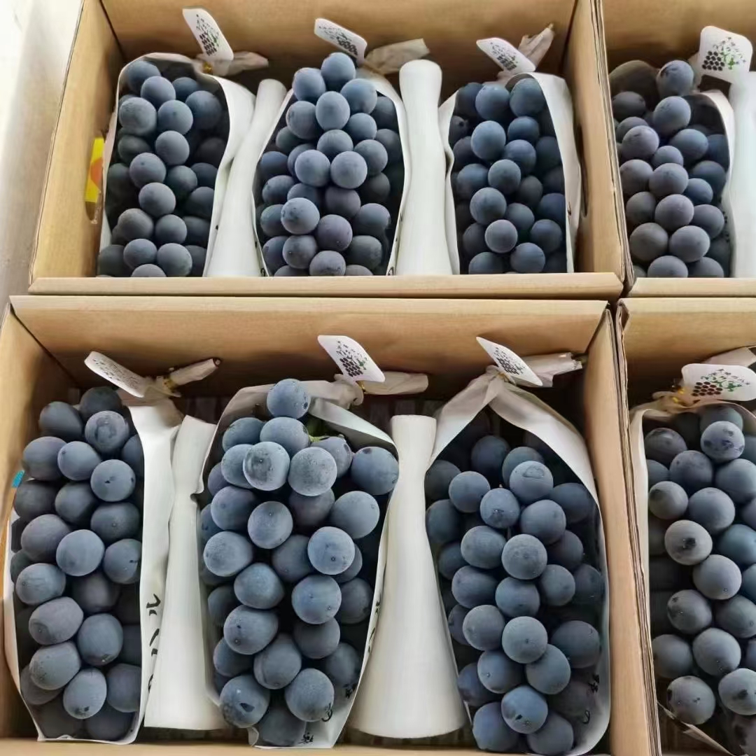 【🍇大地长野紫黑提】 最高档次玫瑰黑提！ 配图3