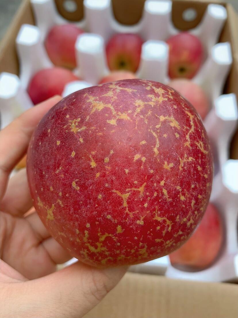 大凉山丑苹果🍎 年年都靠抢！这才是树上熟 配图2