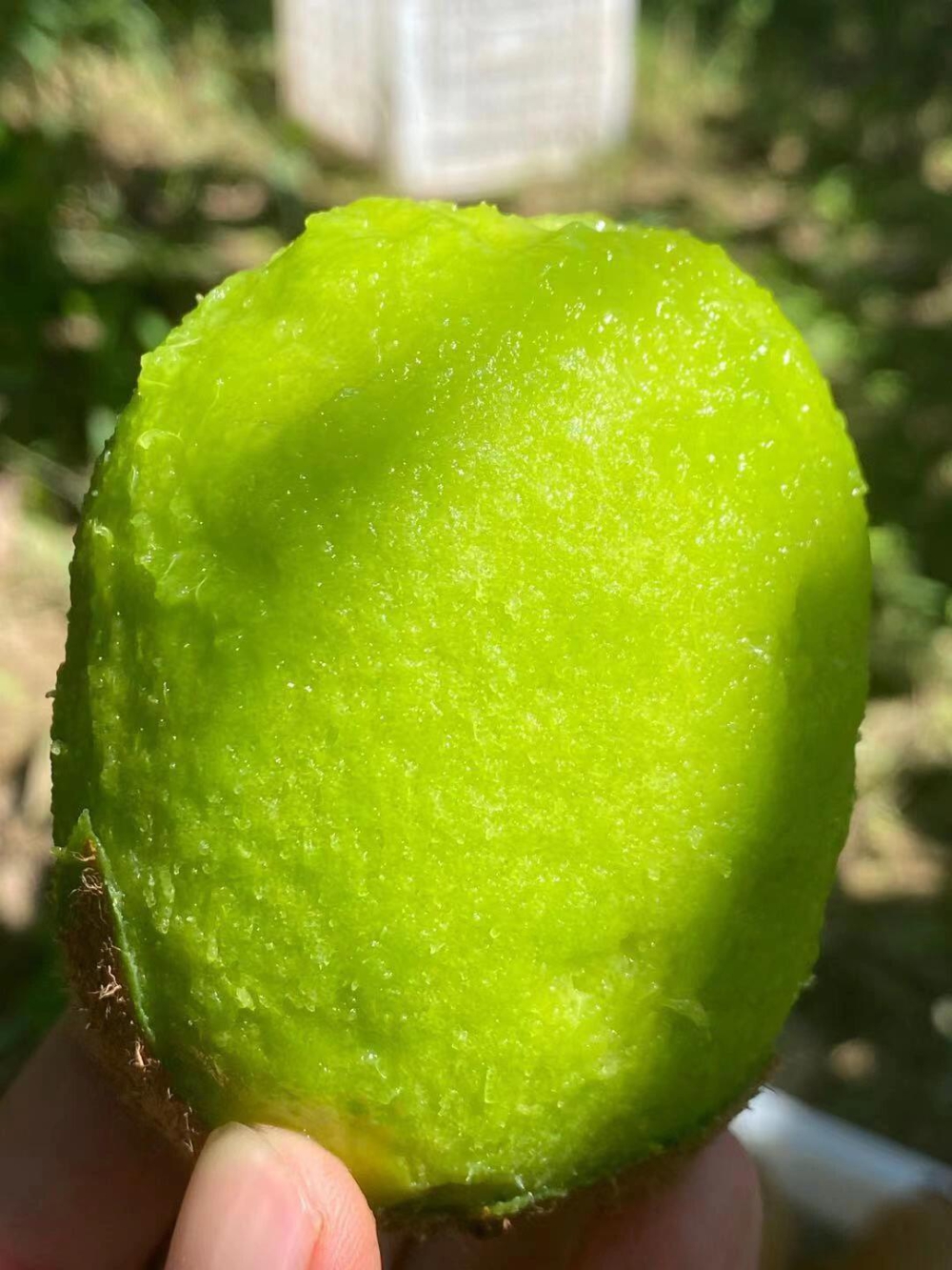 🥝此刻只想来颗猕猴桃必须是水水的甜甜的🍭 配图3