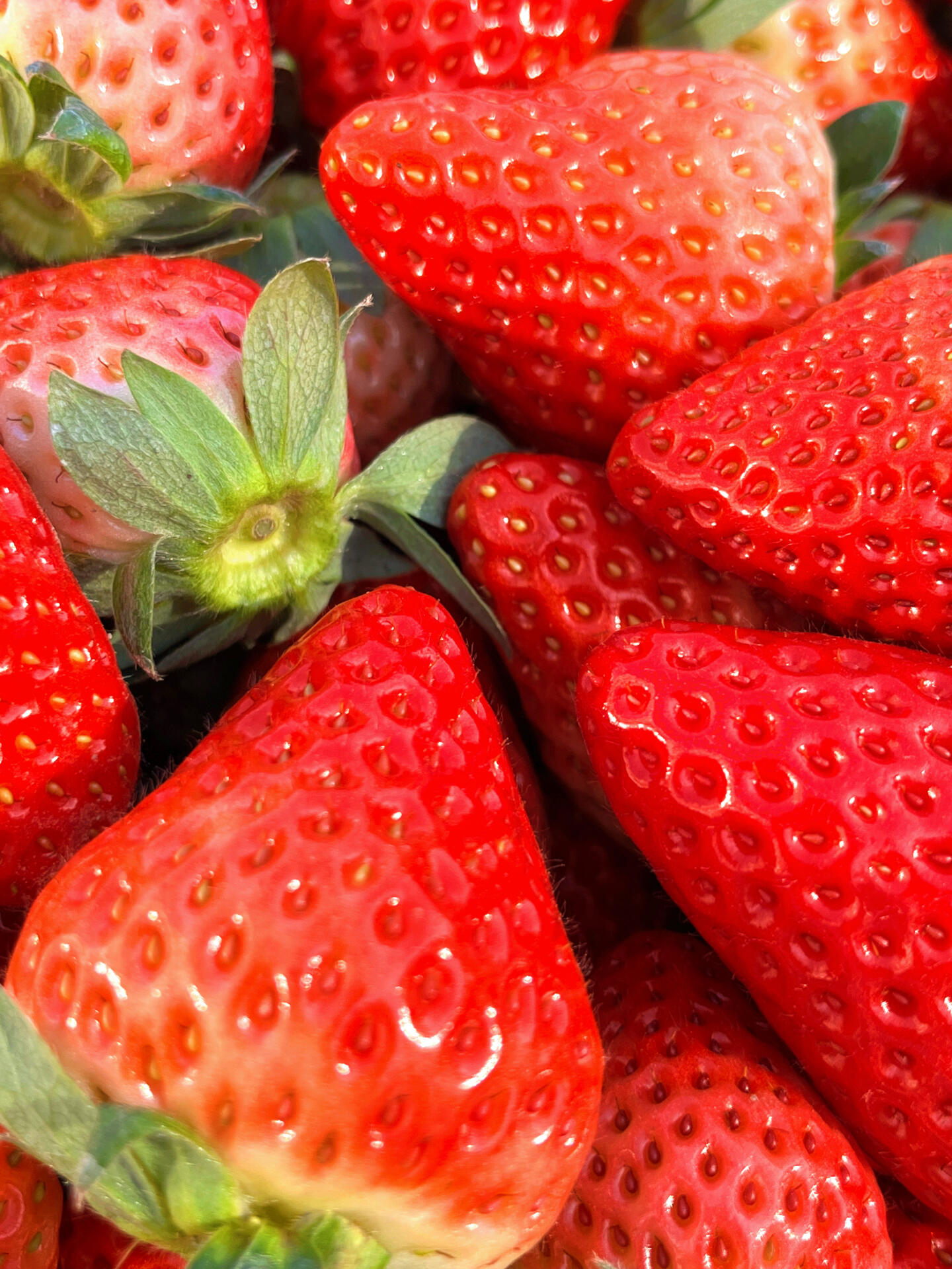🔆阳光正好 来约草莓🍓吧 晒着太阳🌞 补 配图1