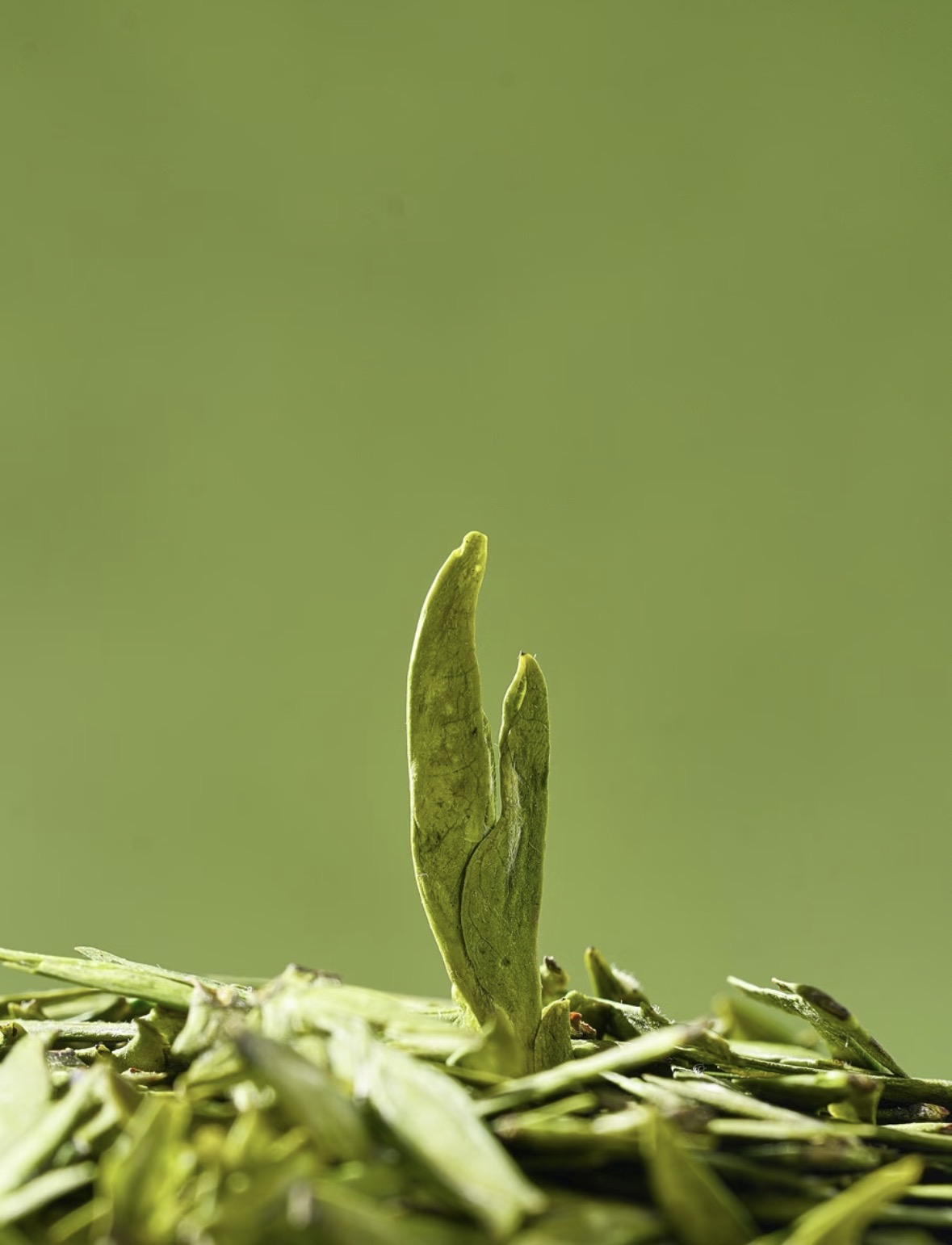 春归龙井，芽醒枝头🍵 正宗明前头采龙井， 配图1