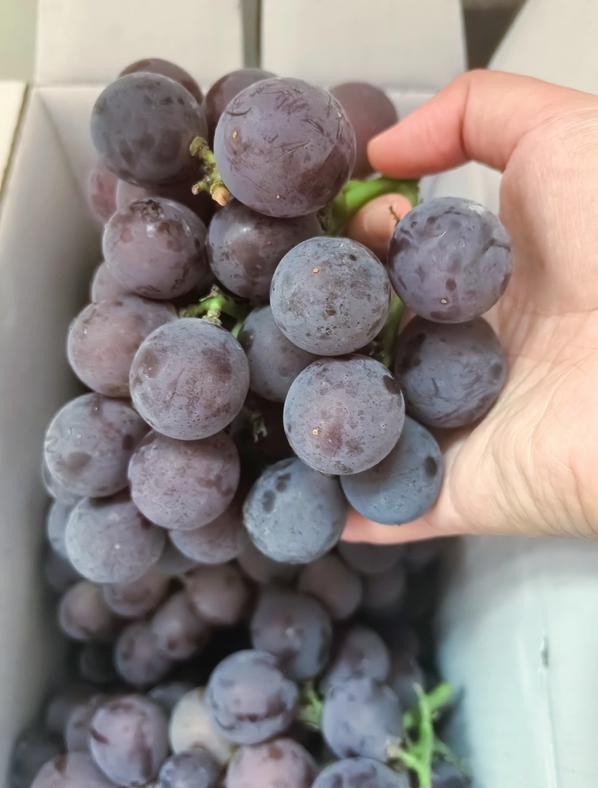今日分享-浦江飓风葡萄🍇 口感浓甜带香‼ 配图1