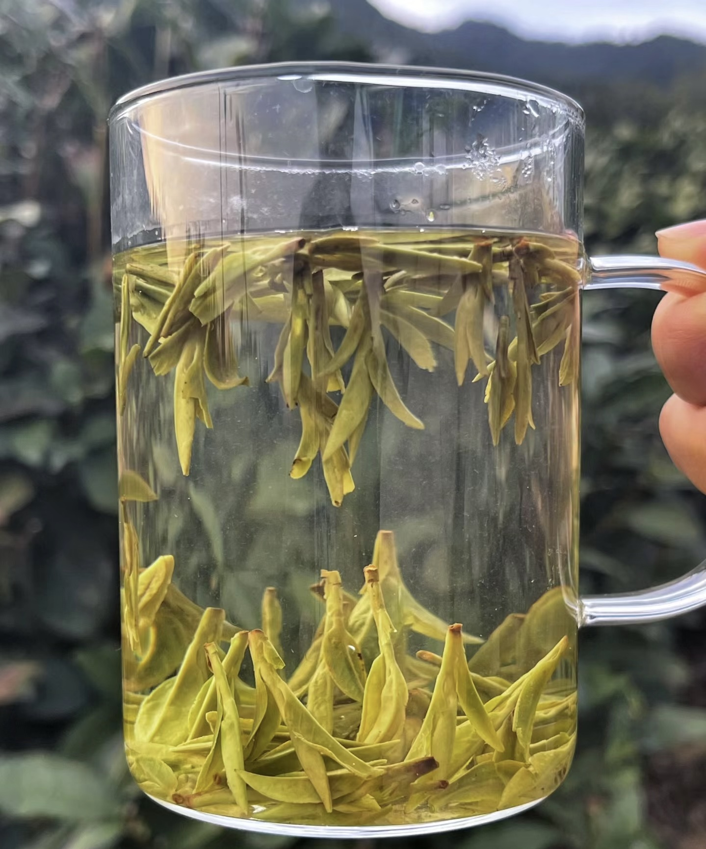 毛尖茶：香气纯正。它不仅含有丰富的抗氧化 配图3