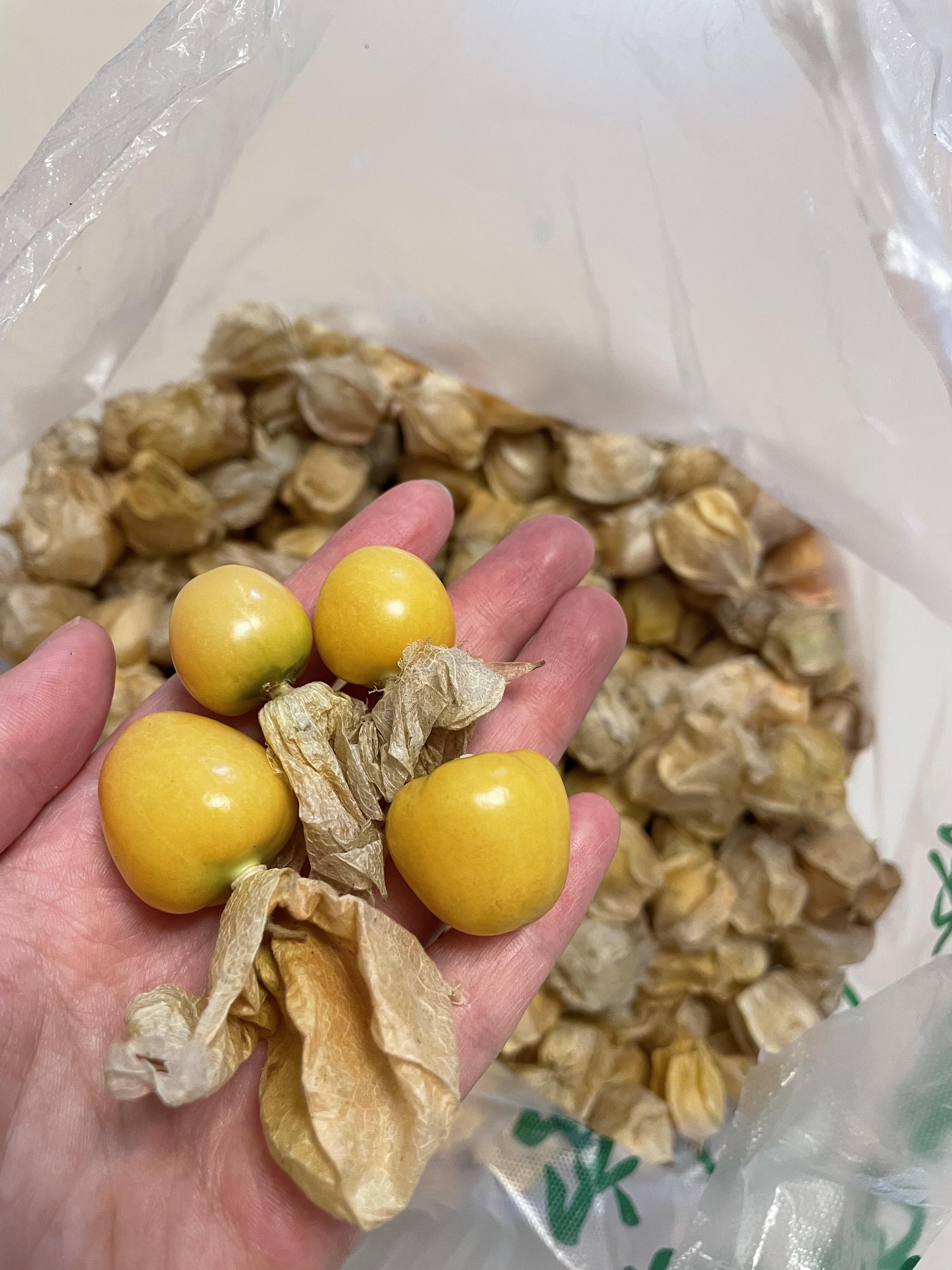 🍂水果中的“小零食”——姑娘果✨ 小盆友 配图2
