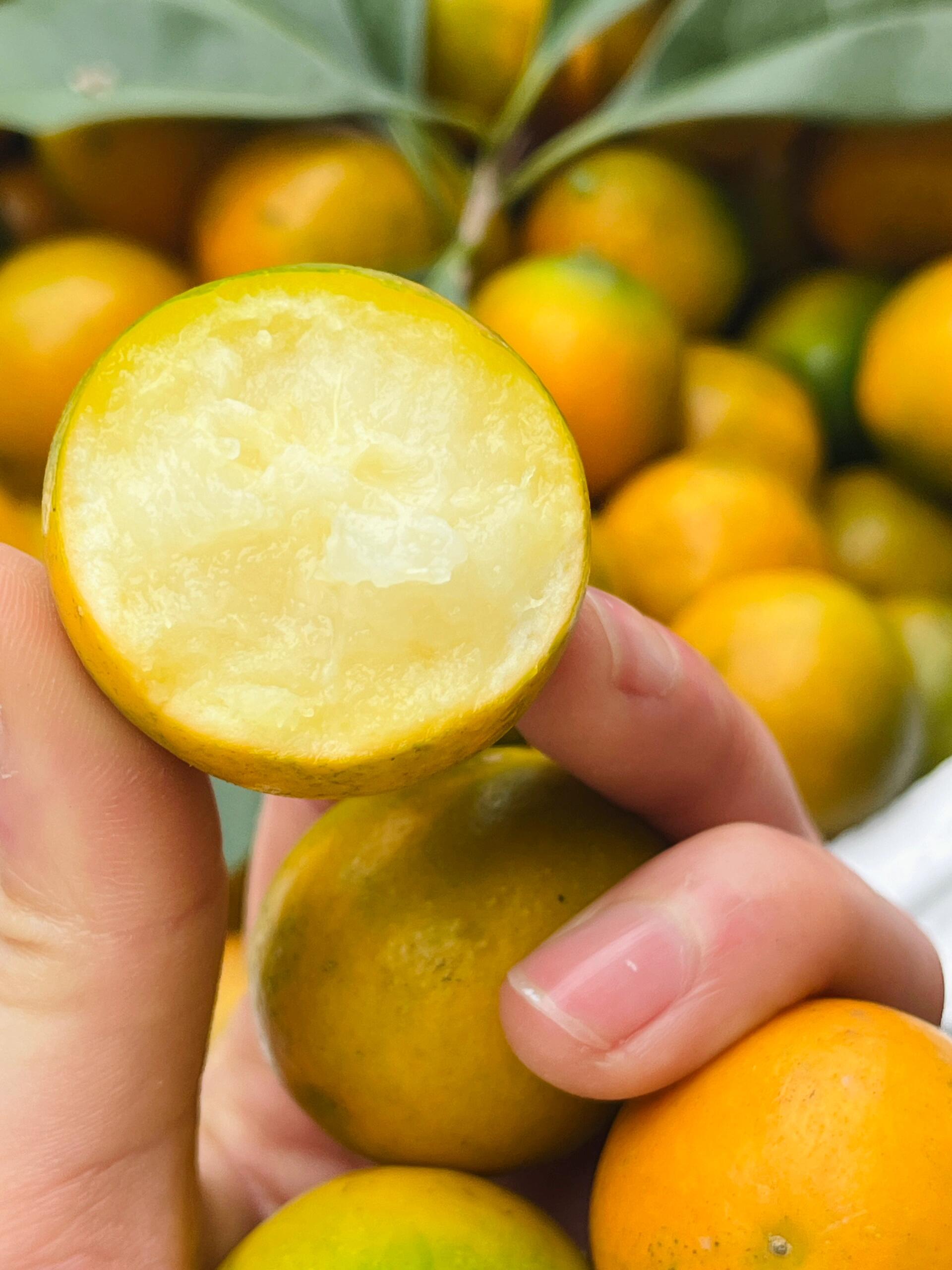 脆皮金桔🍊树上的小糖包🍀 彻底惊艳了我的 配图1