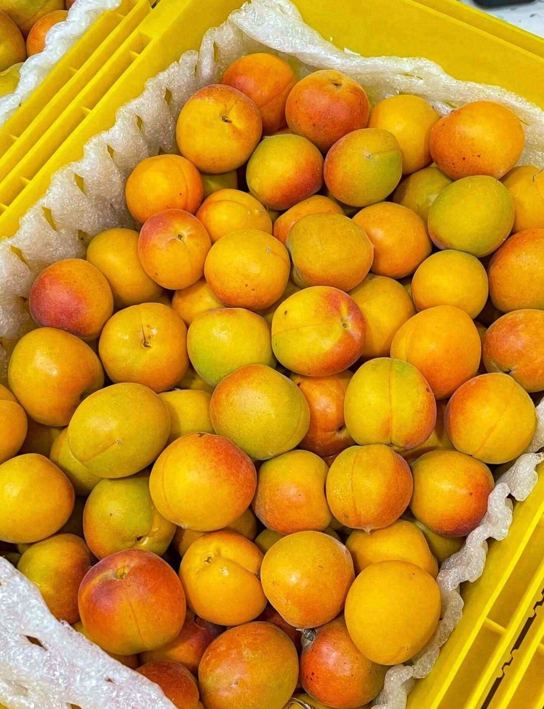 盛夏，是吊干杏的主场👑 吃过吊干杏，只想 配图1