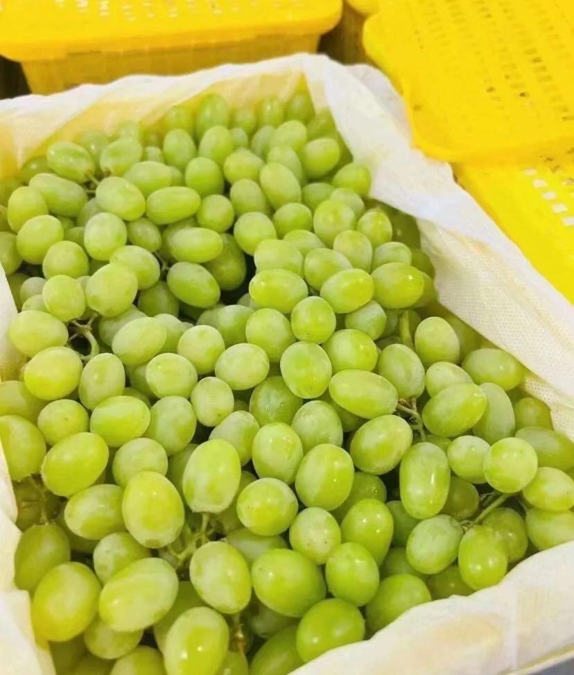 🍇新疆马奶提新疆葡萄甲天下，雪水的滋润， 配图2