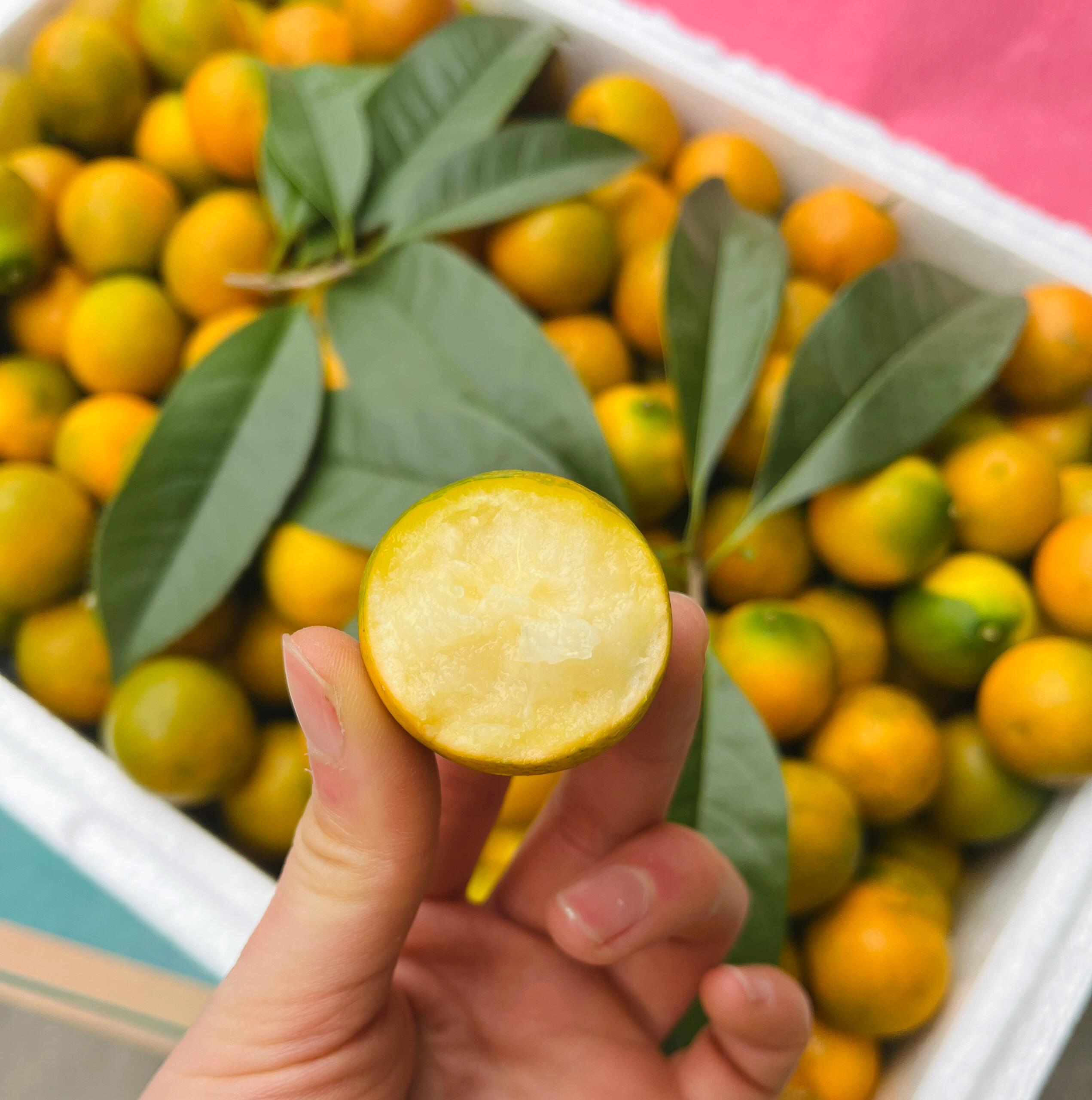 脆皮金桔🍊树上的小糖包🍀 彻底惊艳了我的 配图3