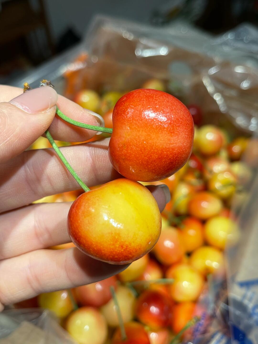 黄车厘子🍒 熟悉的感觉回来了 极品黄车🍒 配图1