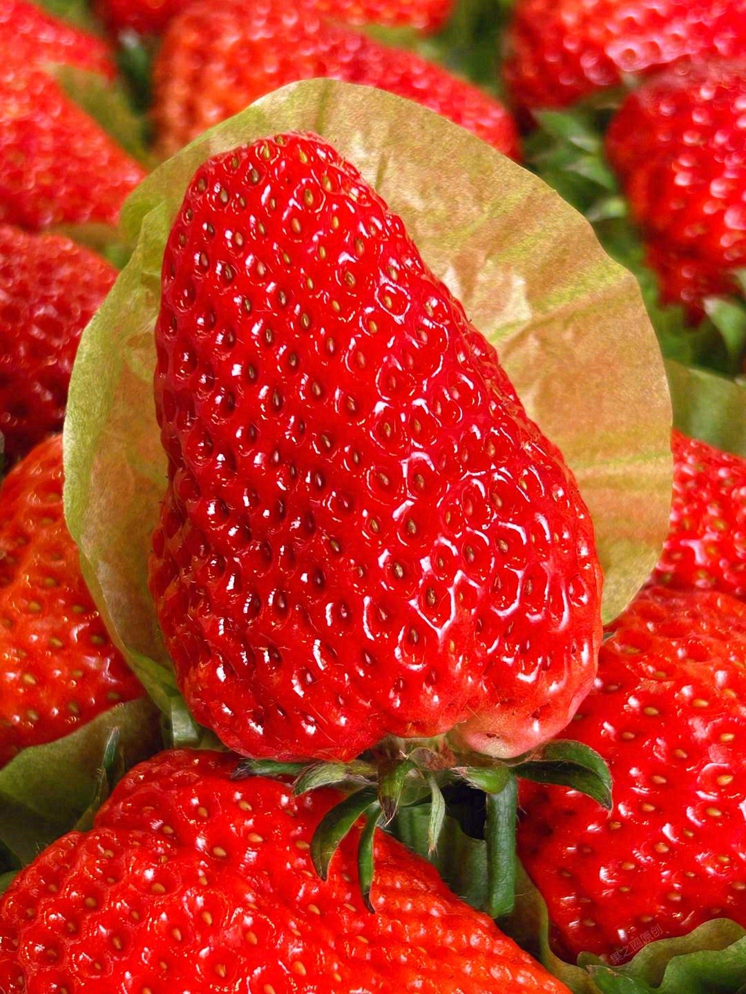 🍓一颗红颜草莓自然红透的小可爱谁能不爱呢 配图1