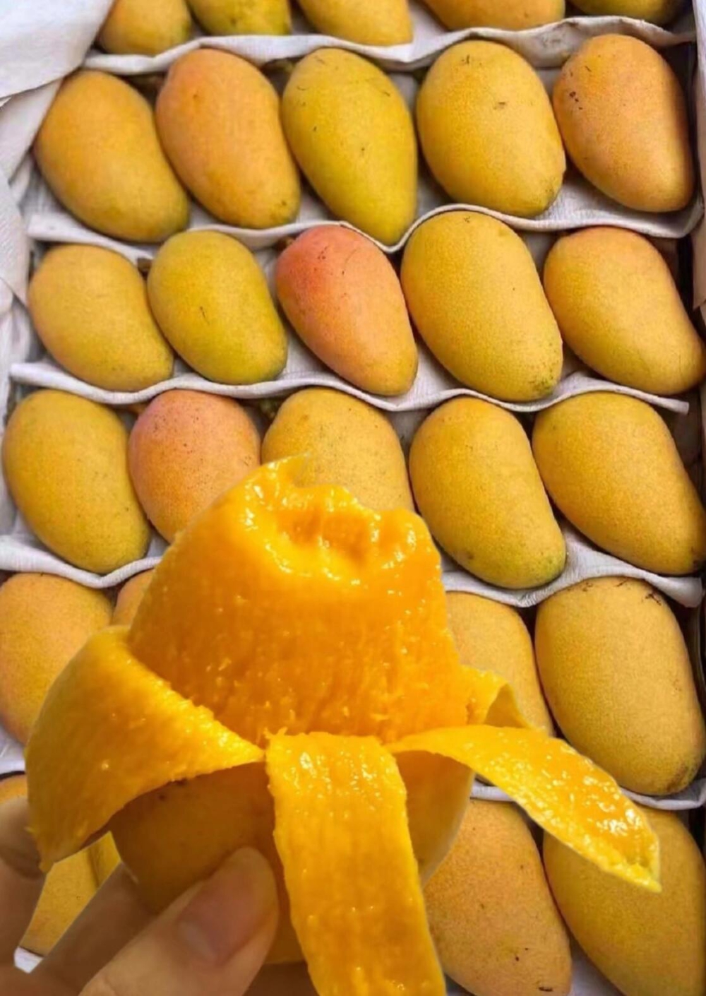 🥭“一个芒果就把我香迷糊了”这就是小台芒 配图2