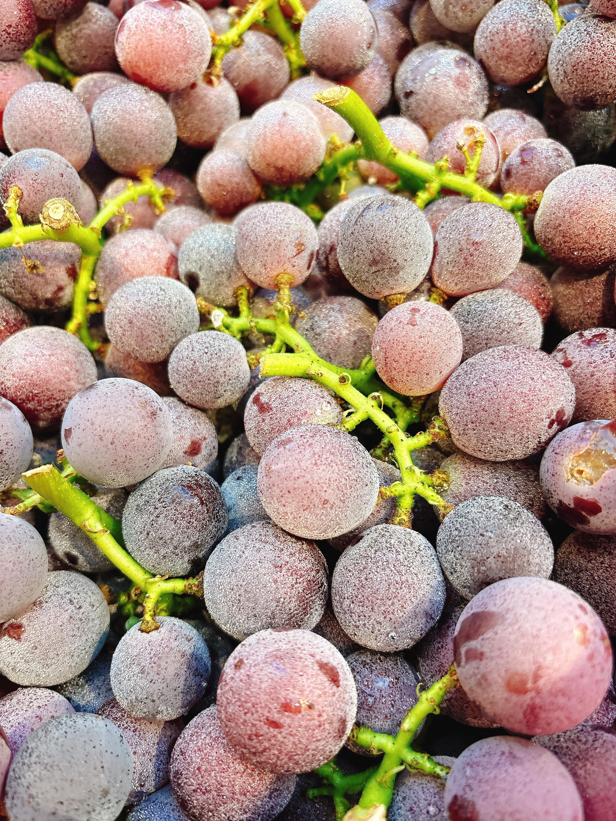 冬天的巨峰葡萄🍇，着实撩人 圆润饱满，葡 配图2