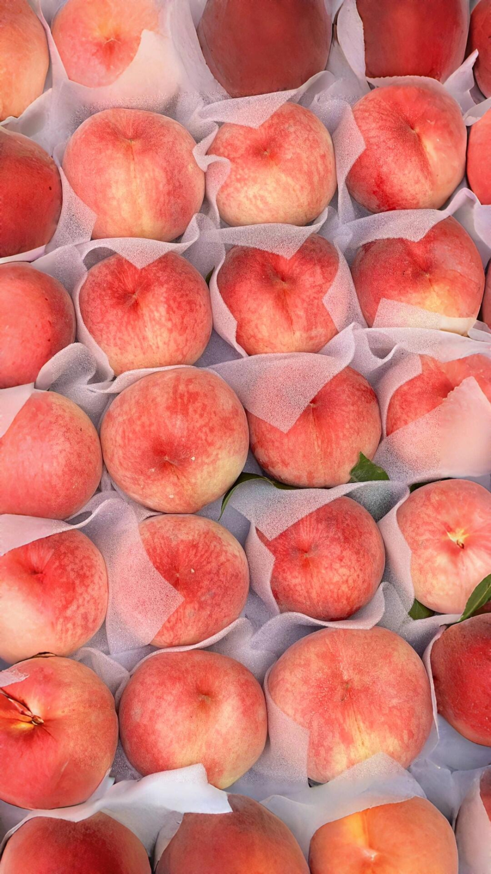 桃子🍑自由，你还不来吗？ 夏日水蜜桃盛宴 配图1