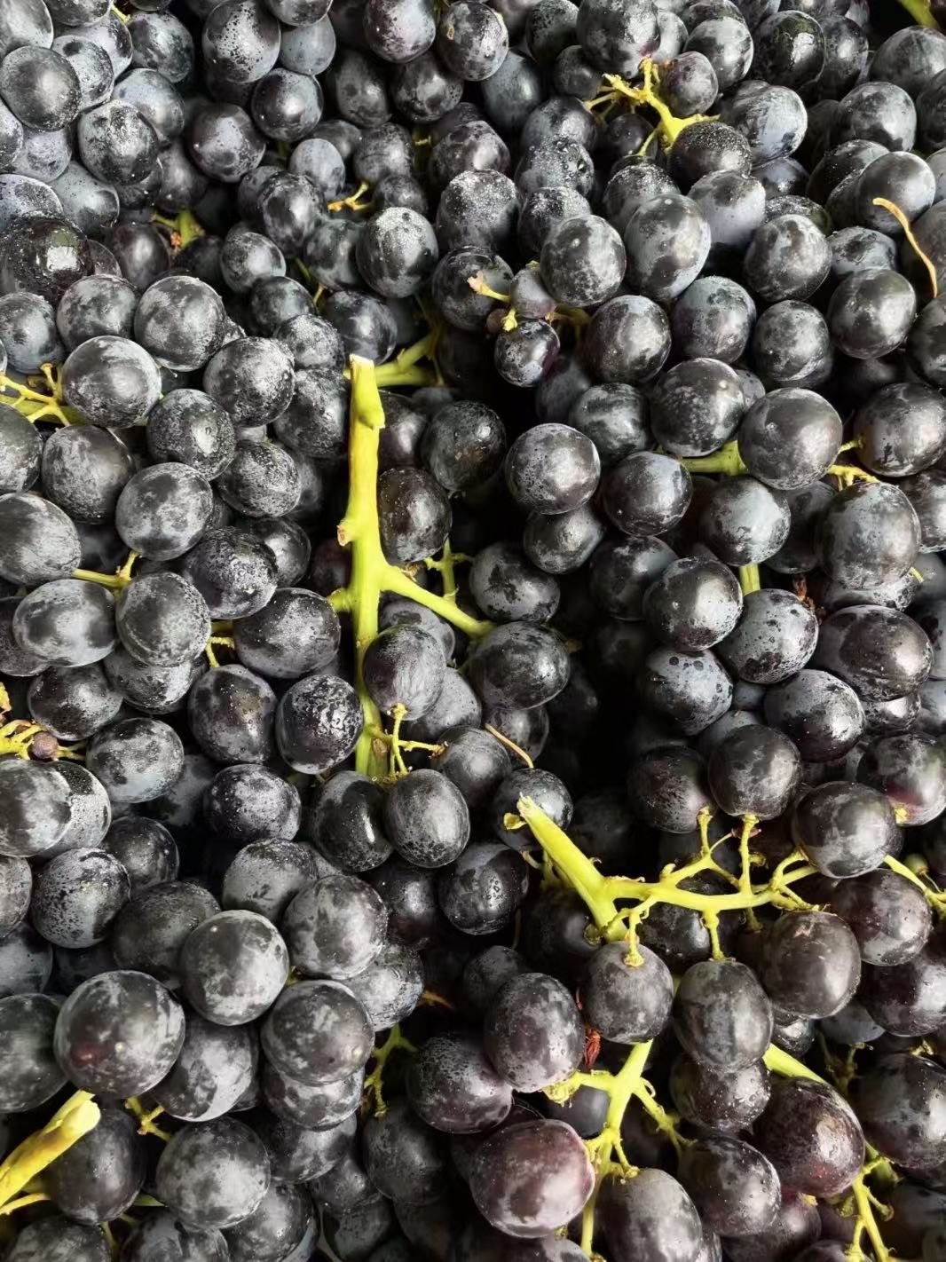 🍇玫瑰香葡萄浪漫上线 咬一口清甜带花香， 配图1